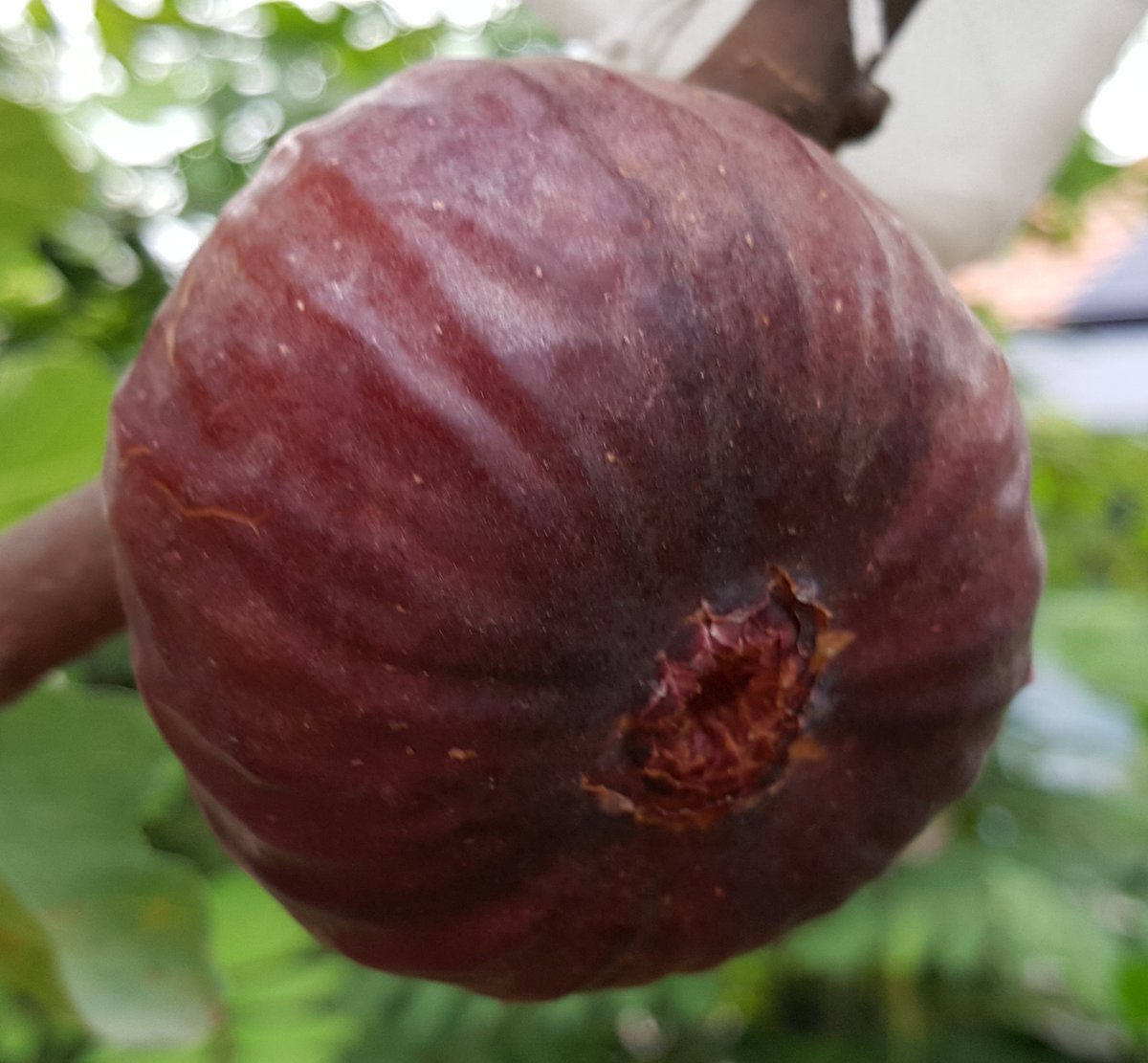 The Hidden World Inside Every Fig: Nature's Most Incredible Botanical Secret huahinservices.blogspot.com/2025/08/the-hi…