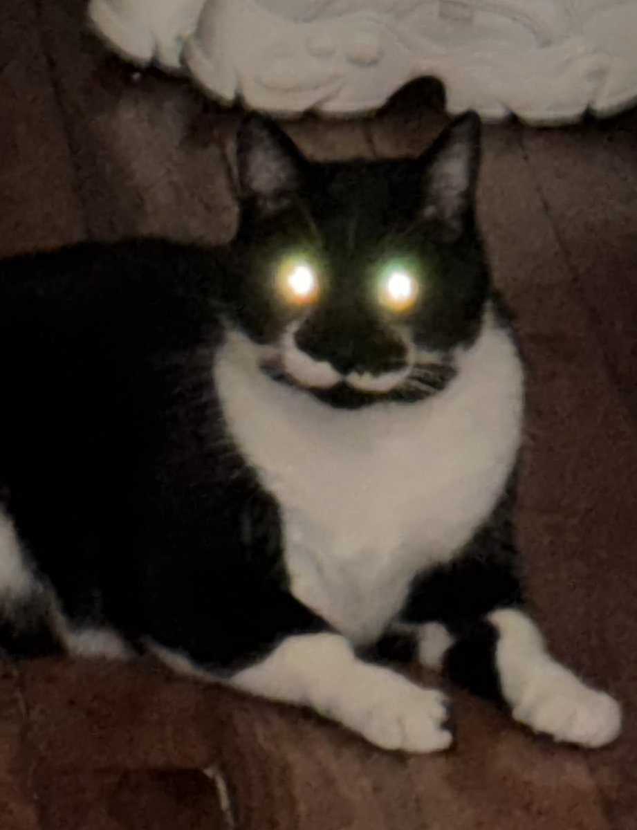 marcantoinecat's tweet photo. i am totally not evil, why would say that ? https://t.co/nudlTbMGEl