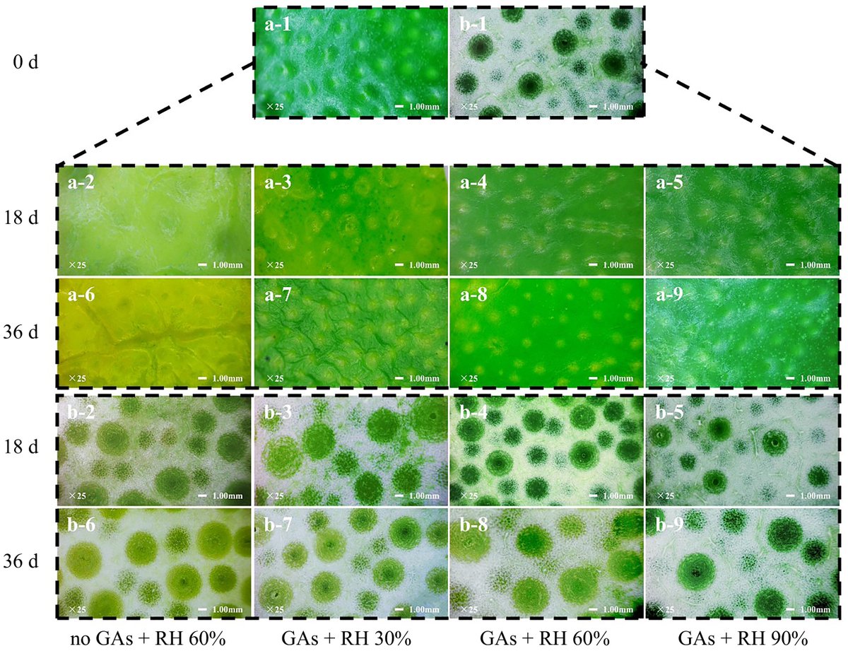 MaximumAcademic's tweet image. #FIA
Lemon study: Gibberellin + 90% humidity keeps lemons green, smooth, and aromatic longer. Great for maintaining quality and extending shelf life! 🍋✨
@FoodAdvance1 @FoodTechEvents #lemon #humidity
Details: maxapress.com/article/doi/10…