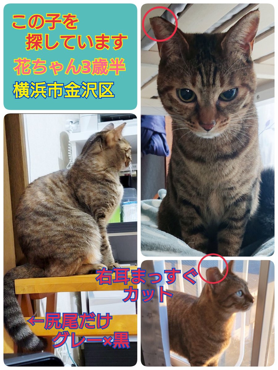 squirrelemi's tweet image. 猫を探しています。花ちゃん3歳半くらい。麦わら猫または茶系キジトラ。2024年4月11日横浜市金沢区富岡東の自宅から外に出てしまい行方不明。ずっと探しています。今日は花のお兄ちゃん猫の誕生日。奇跡が起きますように。。
#猫を探しています 
#拡散希望 
#リポストお願いします 
#横浜市金沢区