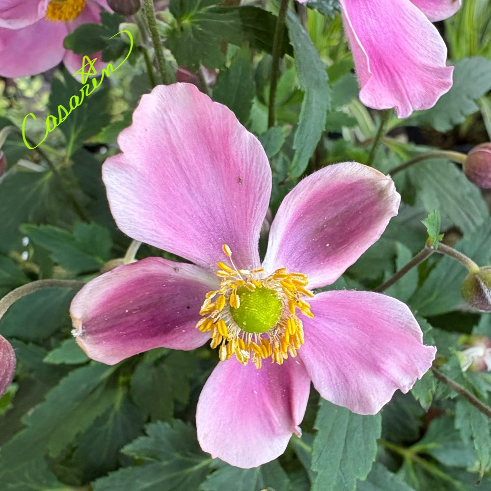 Sukulen 玉蝶石莲花