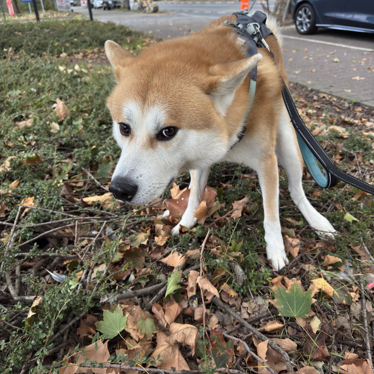 頼んでないのに旦那から毎日💩してる犬の画像くる😂😂😂