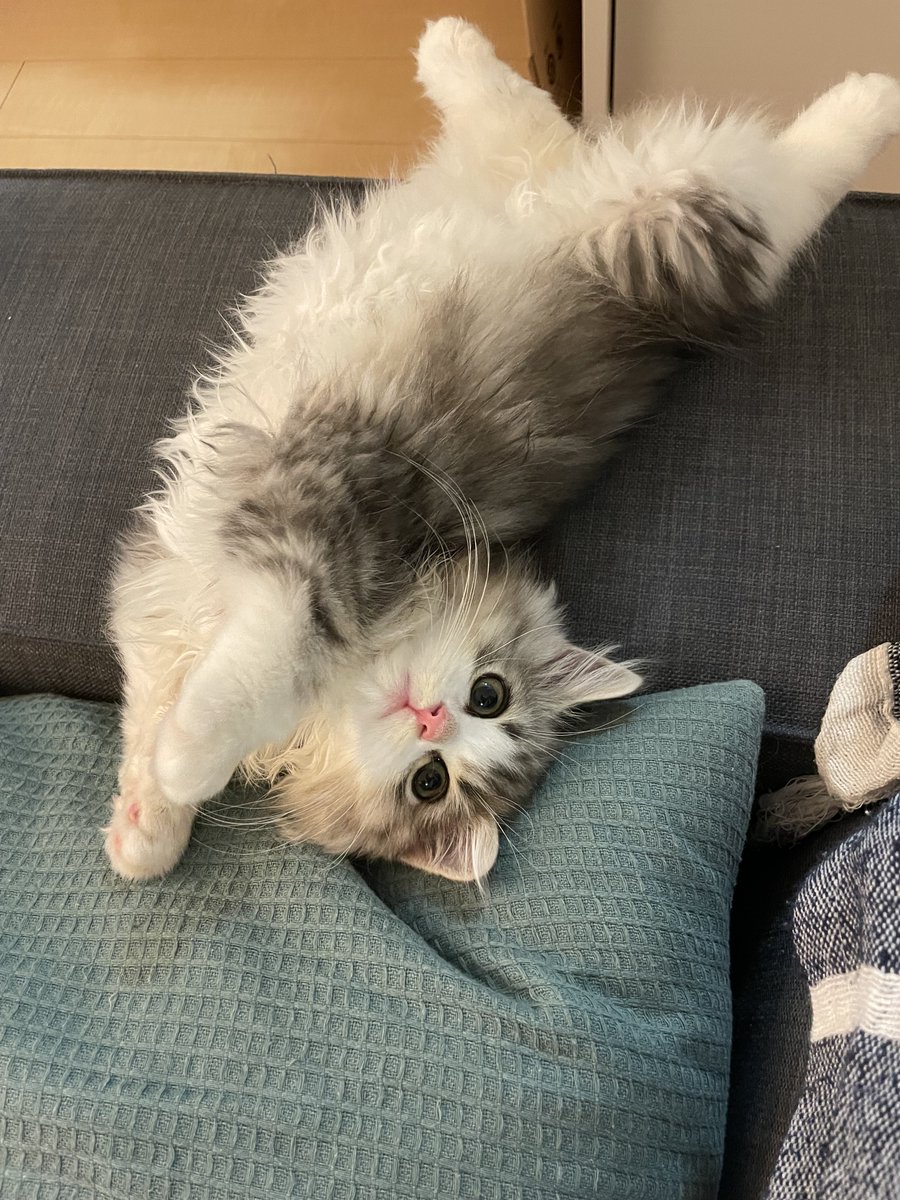 これは家に来て５日目の
そらとぶ子猫ちゃんです🧹🌃