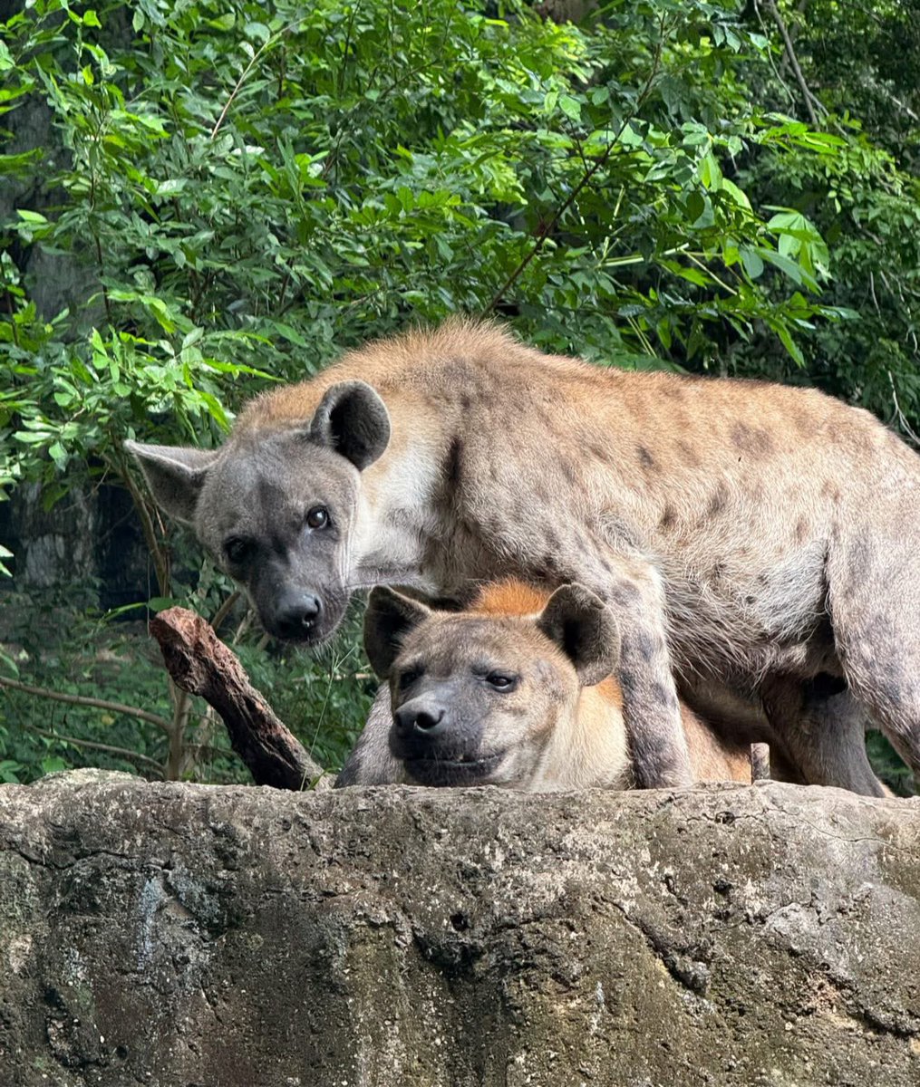 ทำไมคนเยอะแปลกๆ เริ่มปิดเทอมแล้วใช่มั้ย
ปีที่แล้วก็ช่วงนี้แหละที่ไม่ได้แอบนอน ผ่านมาปีนึงละก็ยังไม่ได้แอบนอนเหมือนเดิม 🤣 #hippo #PygmyHippo #ขาหมูแอนด์เดอะแก๊ง #หมูเด้งเด้งกี่โมง #Moodeng #พี่ขาหมู #สวนสัตว์แปลกเขาเขียว