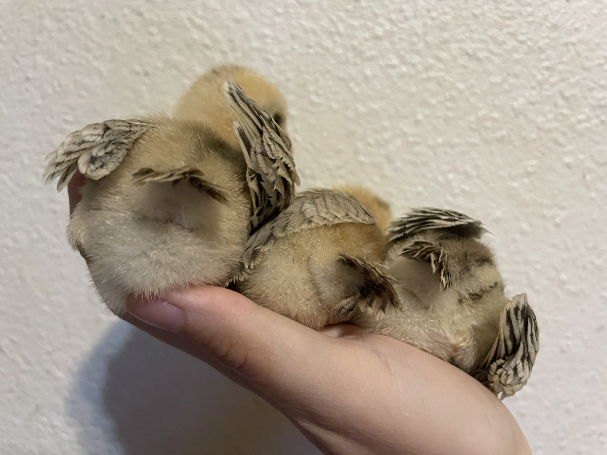 “guess what?”, the three beasts said in unison, their voices booming across the land

“what…?”, the bystander asked in a trembled voice

the three devious beasts: