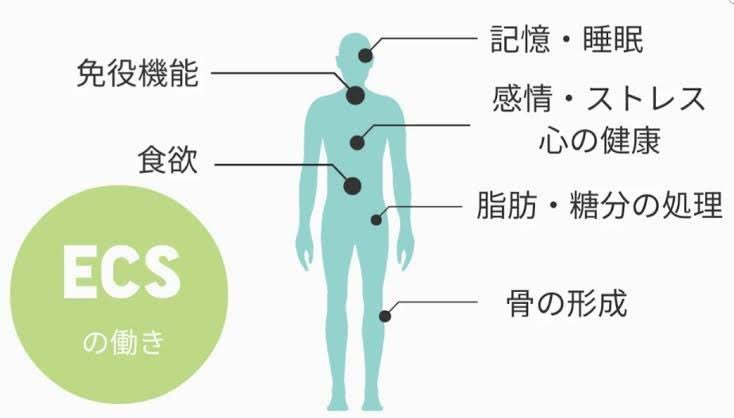 ✅エンドカンナビノイドシステム（Endocannabinoid System：ECS）について詳しく解説します。栄養でECSをサポートする方法

ECSは脂質（特にオメガ脂肪酸）や植物由来の成分に強く影響されます。

1. オメガ3脂肪酸
   •   必須脂肪酸であり、内因性カンナビノイドの材料にもなる。
   •