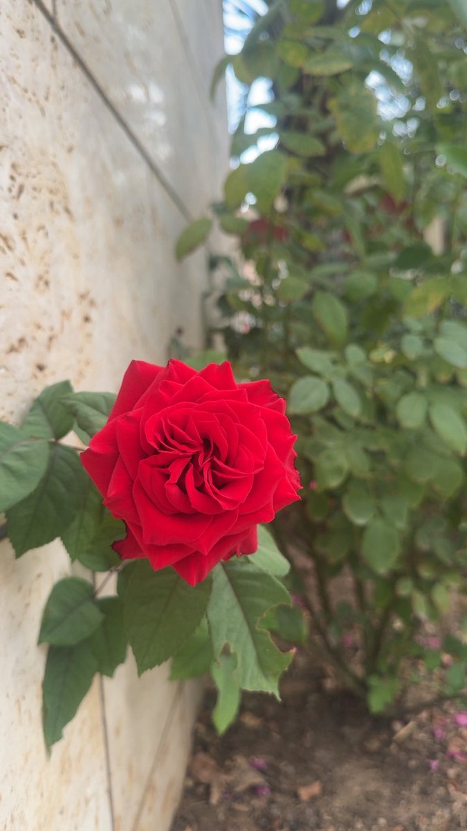 Haifa_H2O's tweet photo. إنتهت الرغبة وإن تزاحمت الفُرص ..! https://t.co/WbCkcsDC22