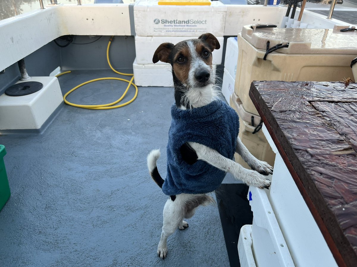 HappyHooker1157's tweet photo. Come on mum and dad letโs go fishingโฆ.
#dogsoftwitter #Bosun https://t.co/IysxISD1WJ