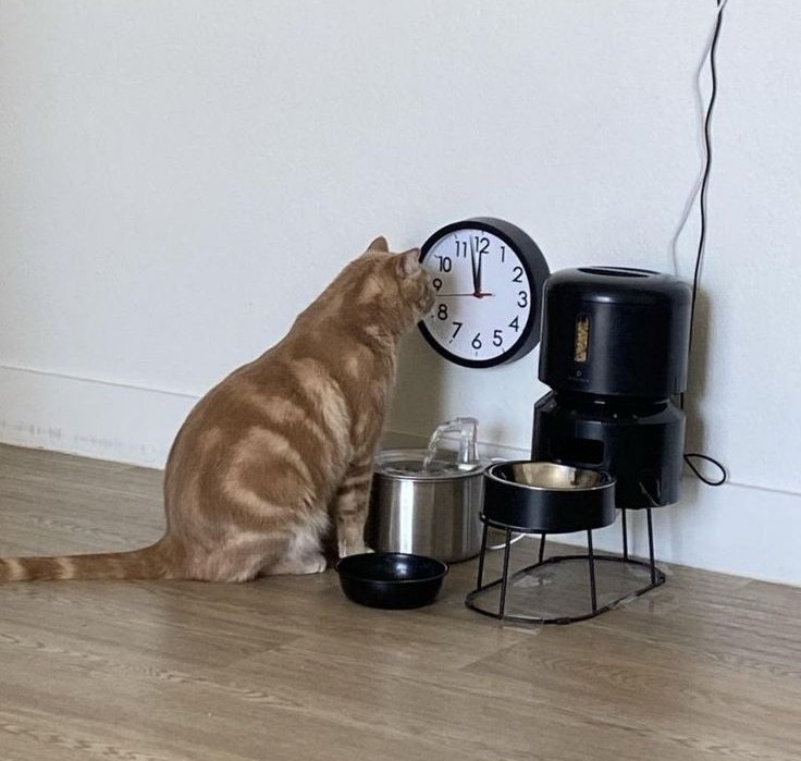 Tovulga's tweet photo. Günaydın pazartesi.. 🐈 https://t.co/SHUqQdtvUB