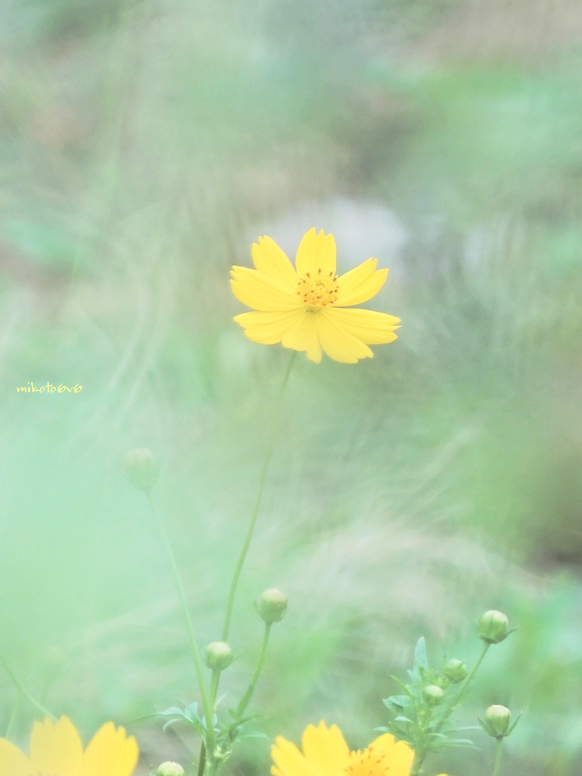 りんりん様 51Kaxr3Ju+L.jpg_BO30,255,255,