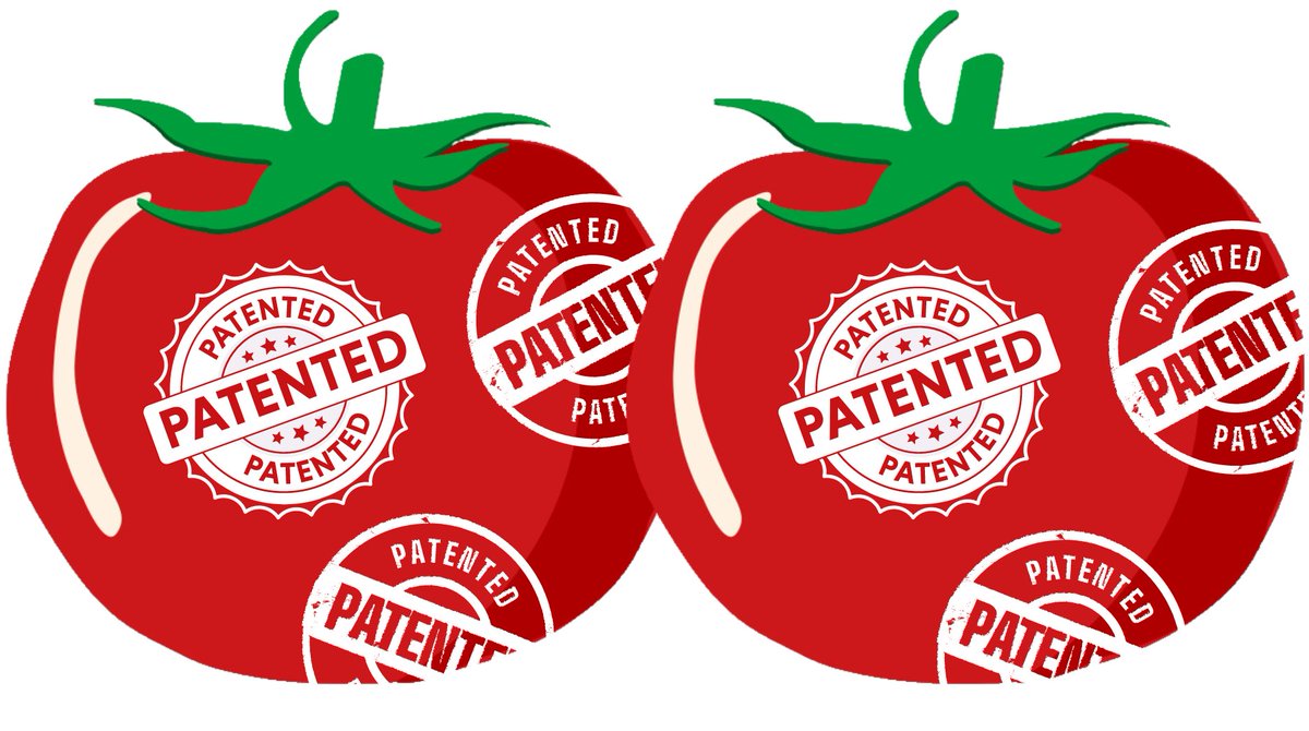 🍅Scandalous patent granted by <a href="/EPOorg/">EuropeanPatentOffice</a> to Dutch company <a href="/enzazaden/">Enza Zaden</a> on tomatoes with resistance to ToBRF-virus  -which is very important for breeding! This is a monopoly on breeding with resistance genes found in wild tomatoes! More info in PR: no-patents-on-seeds.org/en/enza_zaden
