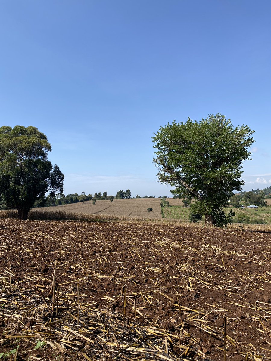 5 months Later. and btw right now mahindi ni Ksh2000  for 90Kg bag😂.
Kapkai Village-Trans Nzoia County🌽🌽.