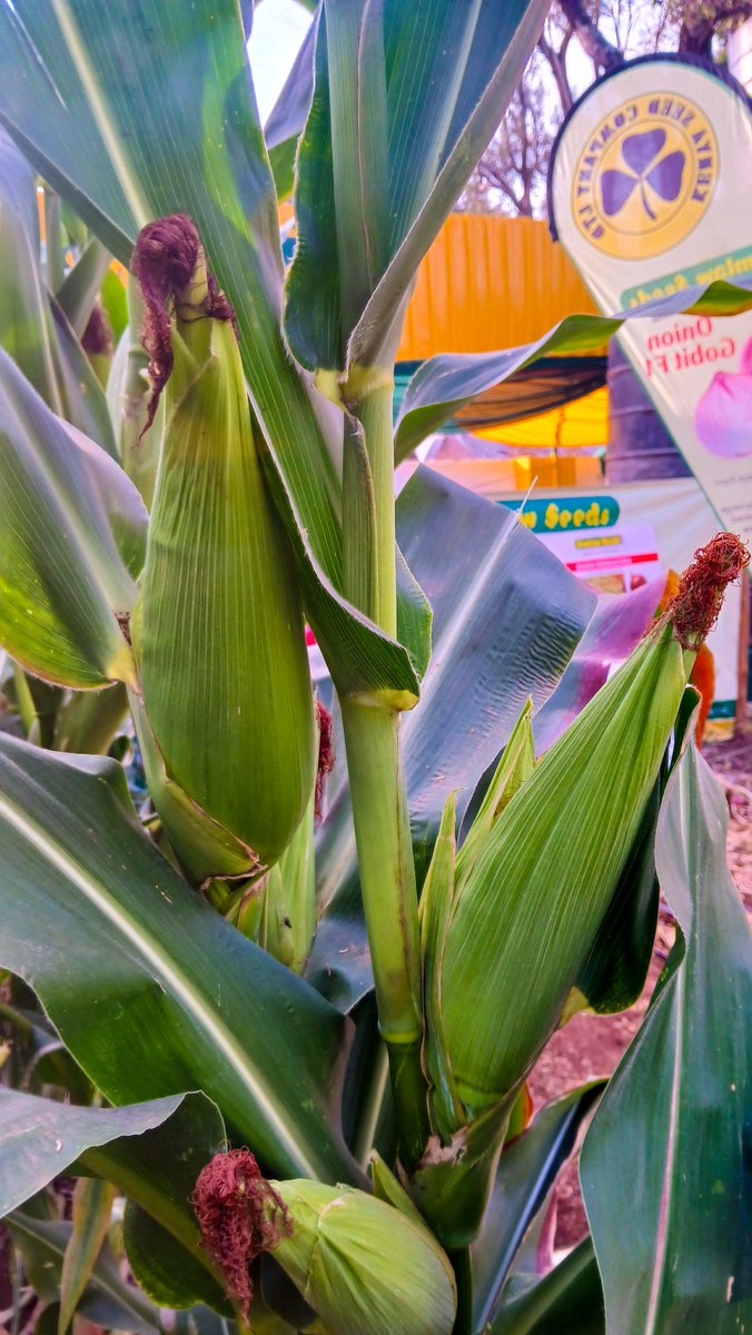 Global connections, future opportunities!
Welcome to Nairobi International Trade Fair 2025 (29th Sept - 5th Oct 2025). Visit our stand for an unforgettable experience on smart farming, hydroponic farming &amp; use of quality certified seeds among other agricultural innovations.