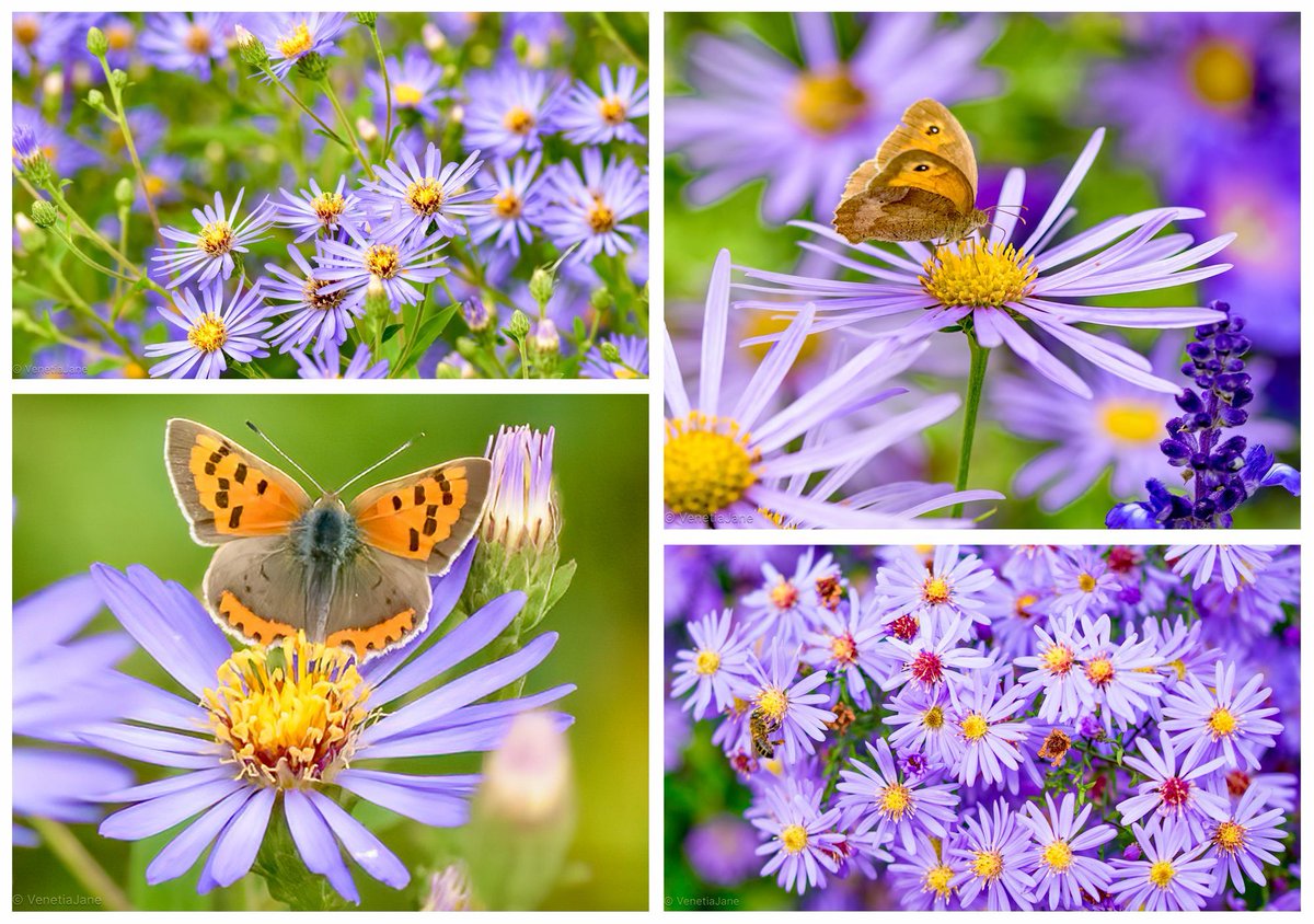 29th September is #Michaelmas, the feast day of St. Michael and All Angels. The archangel St. Michael is the celestial leader in the fight against evil forces. He is patron saint of policemen, the military and paratroopers. The Aster, or Michaelmas Daisy, is his dedicated flower.