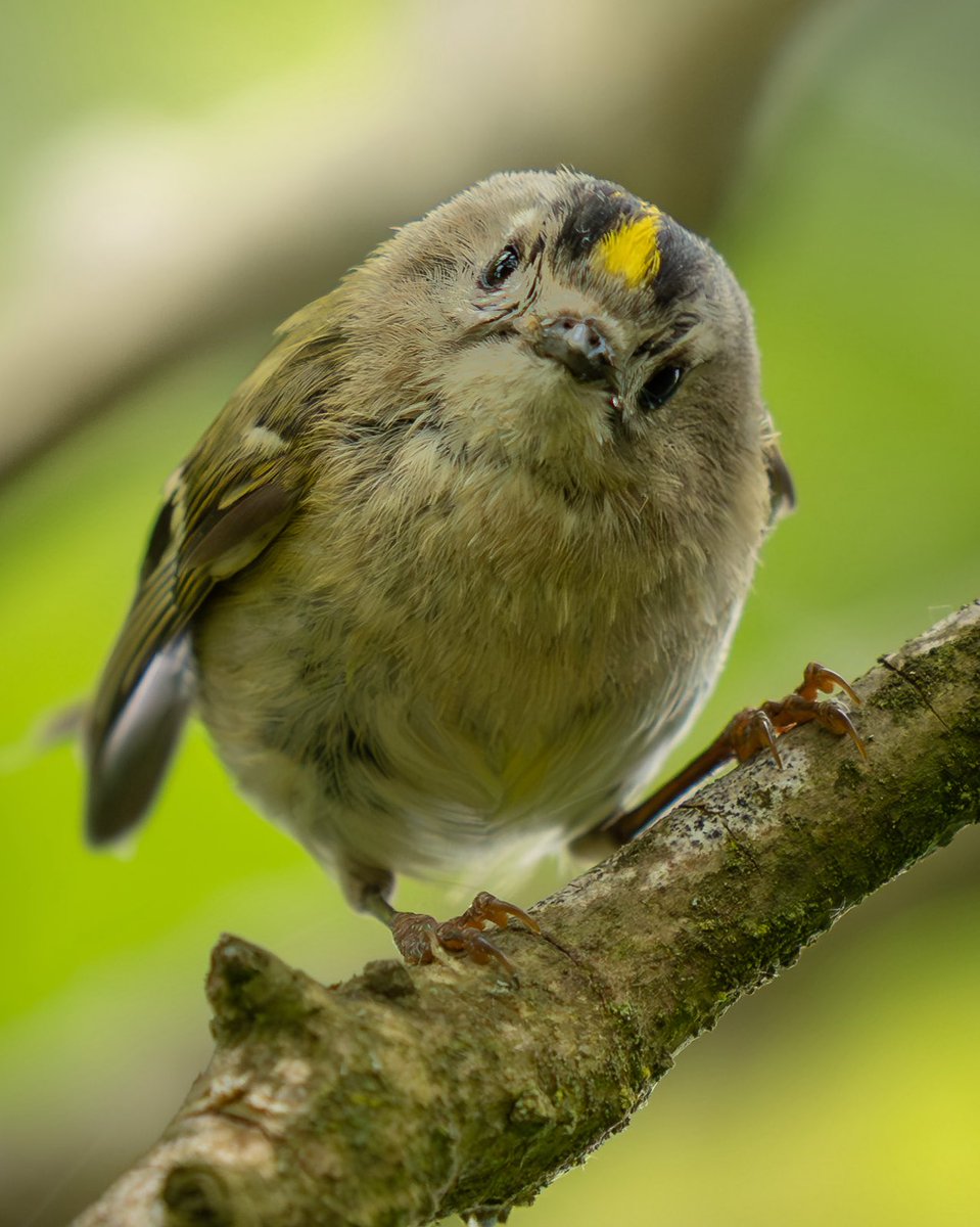 RSPB (@natures_voice) on Twitter photo Tiny, confused, and wondering where the weekend went.
#MondayMotivation
📷 <a href="/Paul__Browning_/">Paul Browning Photography</a> Tiny, confused, and wondering where the weekend went.
#MondayMotivation
📷 <a href="/Paul__Browning_/">Paul Browning Photography</a>