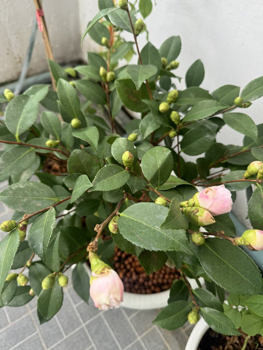 เน้นเสียเงิน เกือบละ