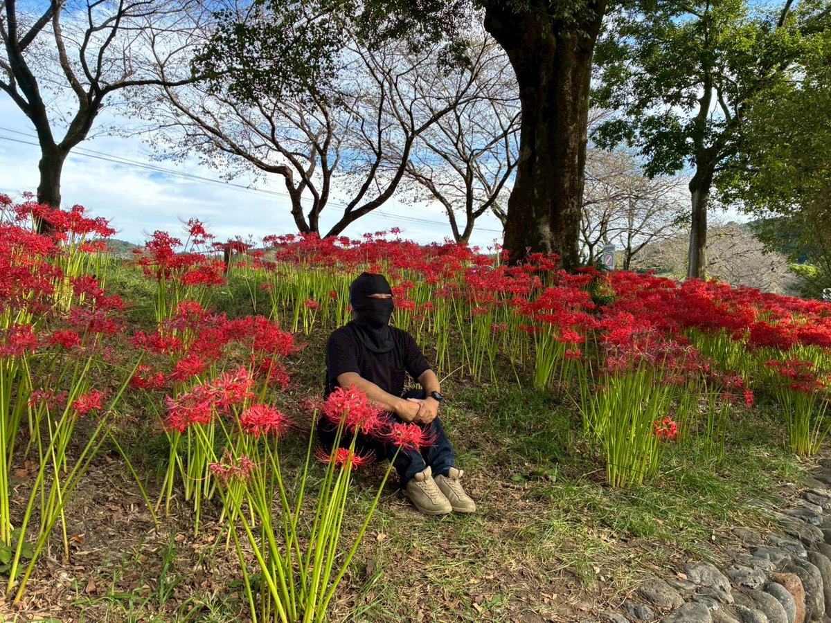 不審者が巾着田の曼珠沙華の開花状況をお伝えします。

9月29日現在でも綺麗に咲いており、たぶん、今週が見頃です╭( ･ㅂ･)و̑ ｸﾞｯ