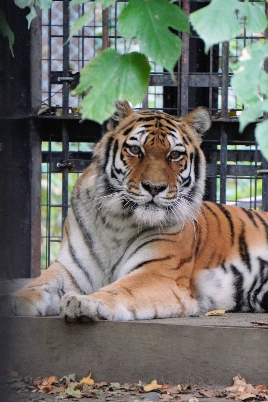 キジトラのヒメSHOP♕ページ（作成中） キジトラしろchacha (@chacha09040326) / X