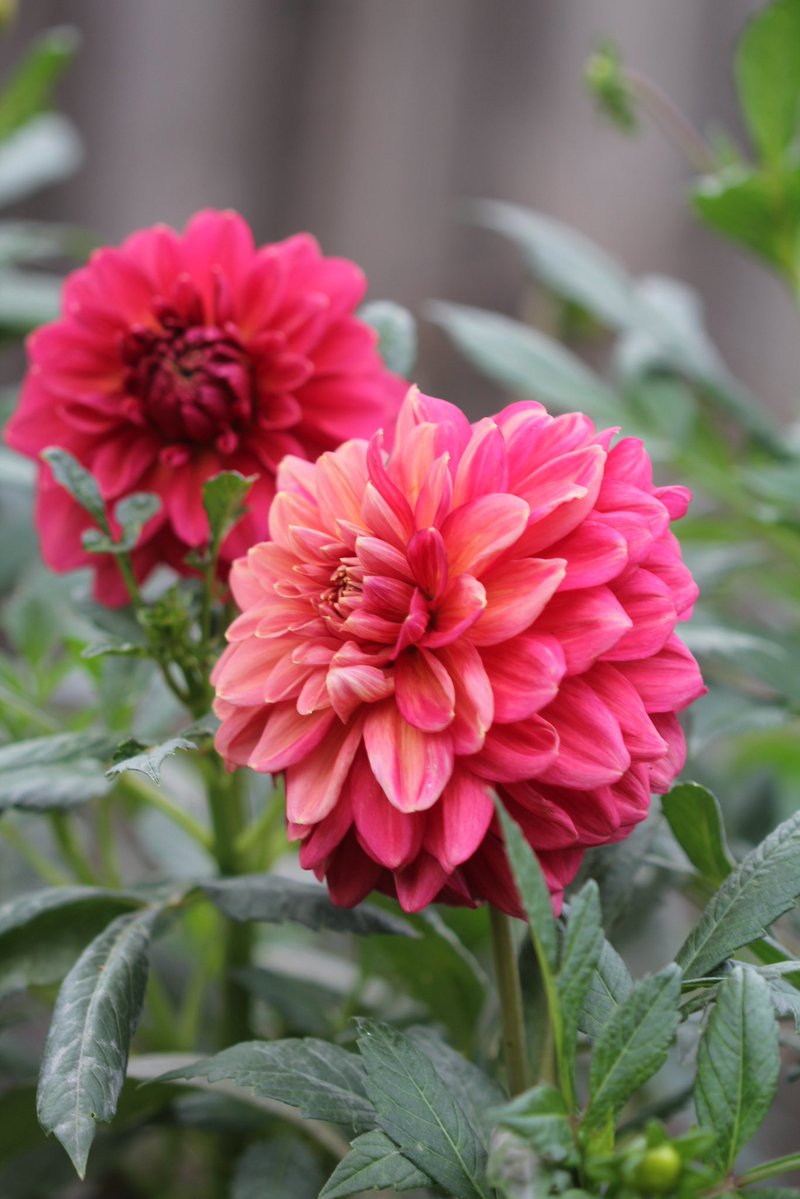 #Dahlia ‘Perch Hill’ for #MagentaMonday. Have a nice new week.

#dahlialove #dailydahlia #flowersonfriday