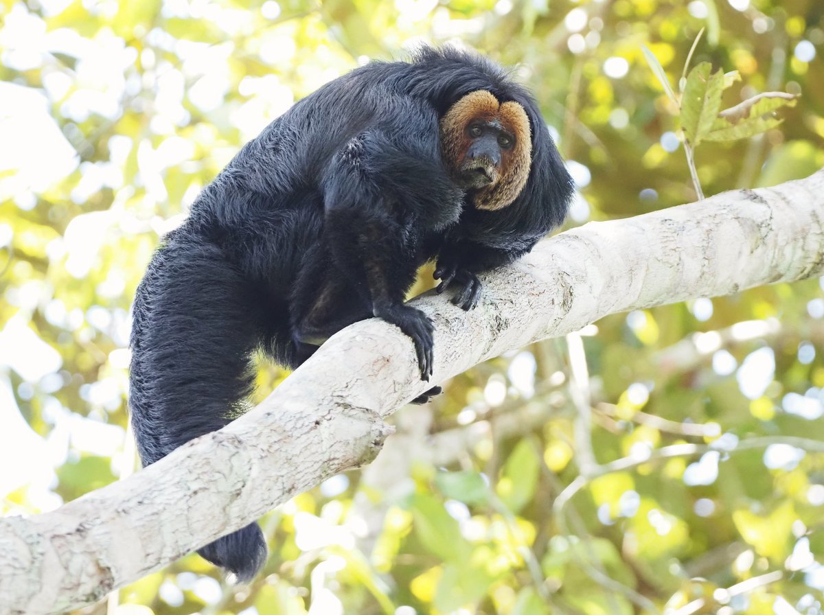 Altın yüzlü Saki - Golden faced Saki 
Amazonas Brezilya , 22 Ağustos 2025
Foto : Tur liderimiz Eduardo Patrial 
Şanslıydık!