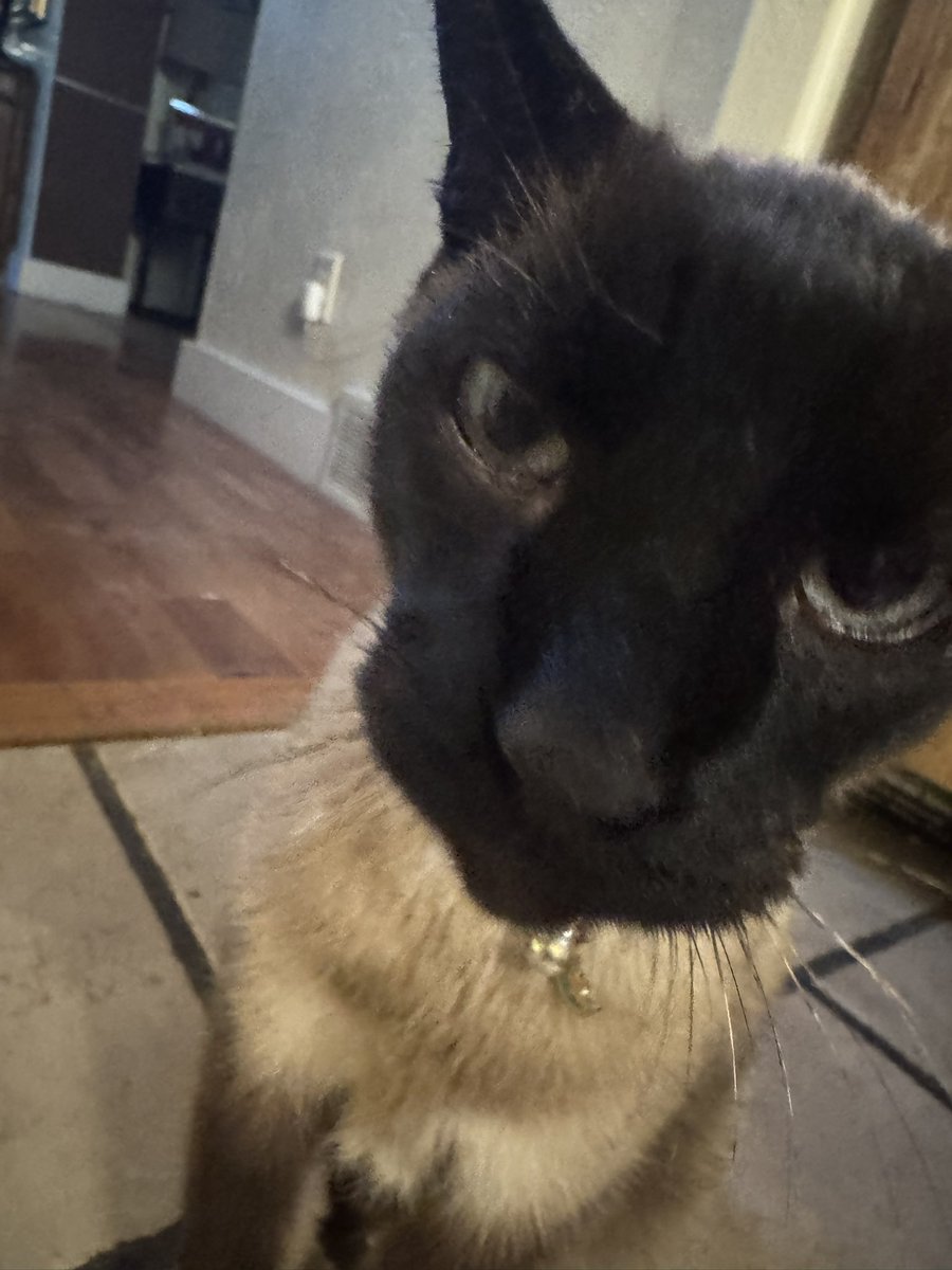 nxtboyIII's tweet photo. Stoic cat https://t.co/TZLTkpXA5q
