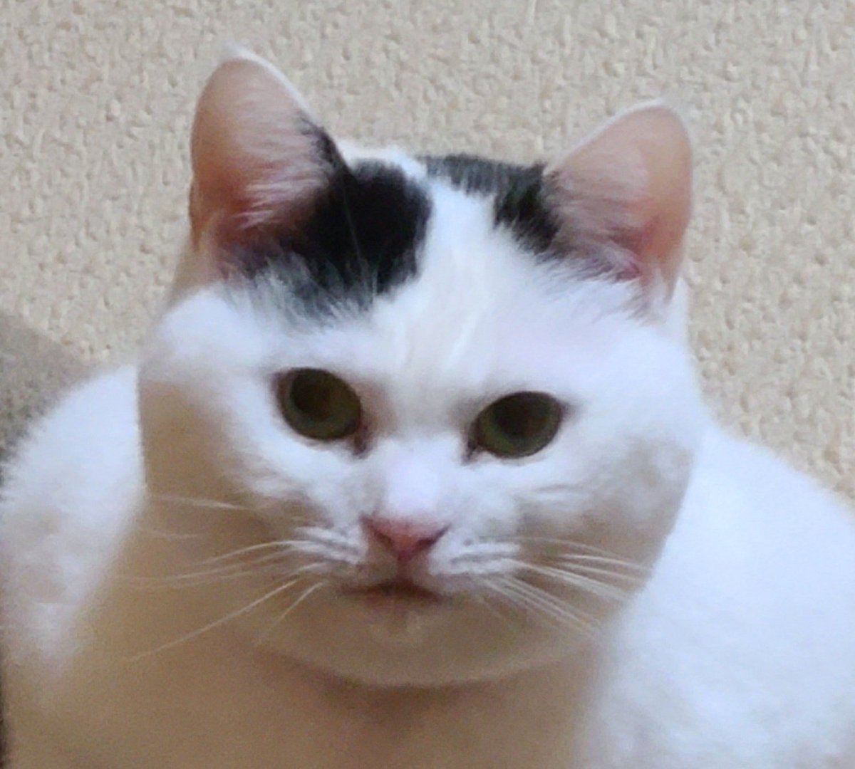 猫の肩幅じゃないよね😹