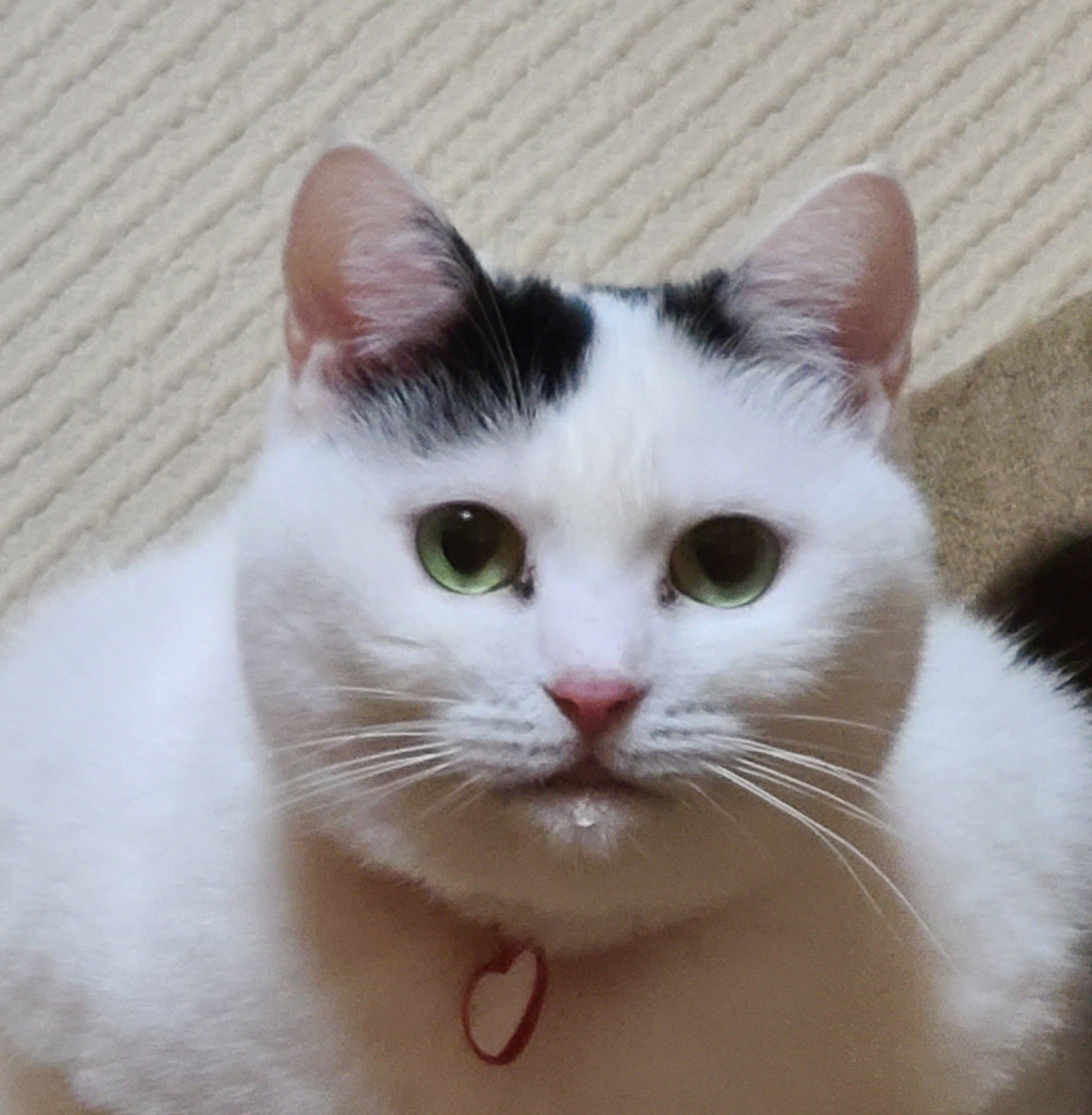 ぽんにゃん ぽんにゃん (@kis3prz) / X