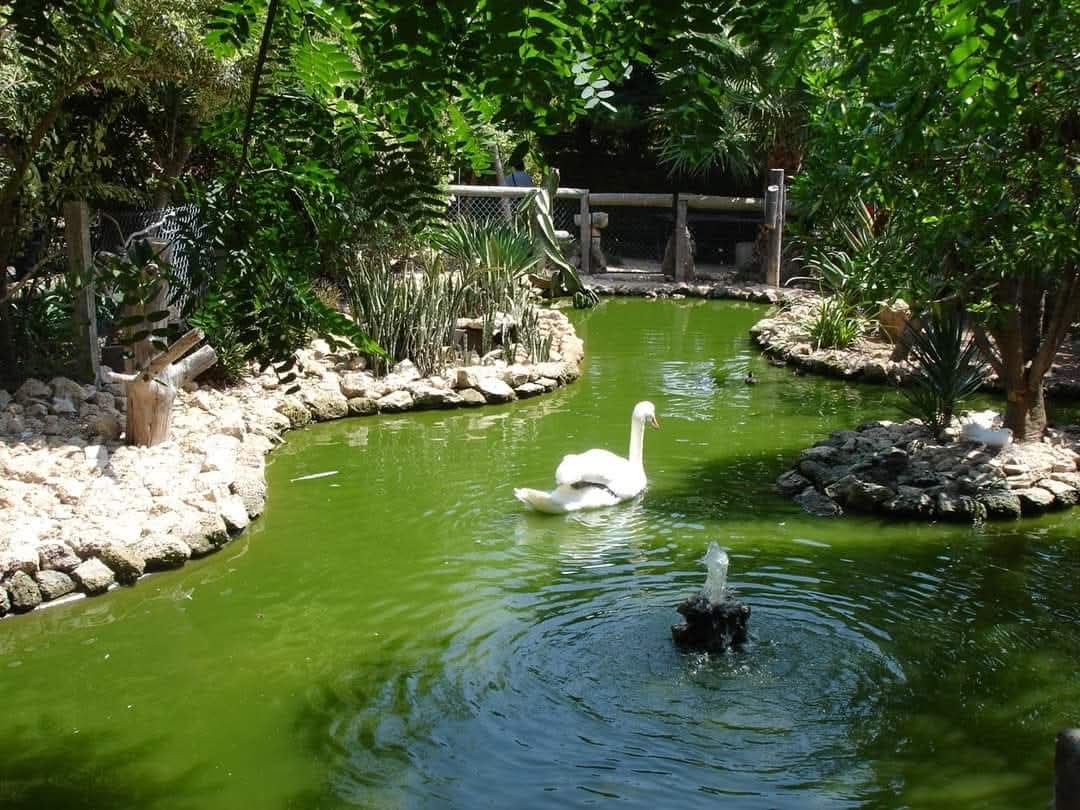 skymanuelima's tweet image. A #Quinta_das_Palmeiras é um pequeno #jardim #botânico e #zoológico, localizado na #ilha_do_Porto_Santo, #Madeira. É uma estrutura única na ilha, formada por um espaço verde numa zona seca a oeste do aeroporto, onde se podem observar algumas espécies ornitológicas e plantas.