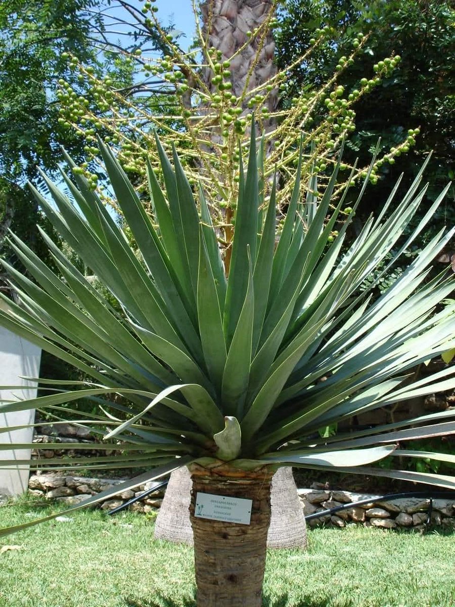 skymanuelima's tweet image. A #Quinta_das_Palmeiras é um pequeno #jardim #botânico e #zoológico, localizado na #ilha_do_Porto_Santo, #Madeira. É uma estrutura única na ilha, formada por um espaço verde numa zona seca a oeste do aeroporto, onde se podem observar algumas espécies ornitológicas e plantas.
