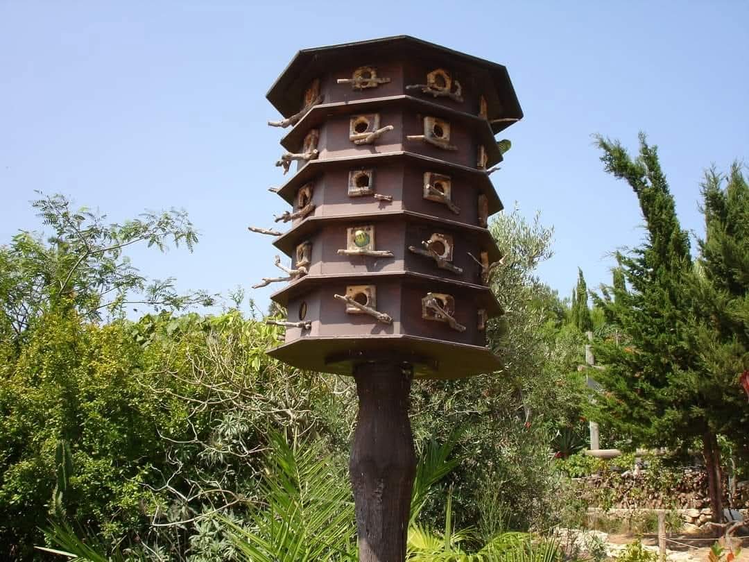 skymanuelima's tweet image. A #Quinta_das_Palmeiras é um pequeno #jardim #botânico e #zoológico, localizado na #ilha_do_Porto_Santo, #Madeira. É uma estrutura única na ilha, formada por um espaço verde numa zona seca a oeste do aeroporto, onde se podem observar algumas espécies ornitológicas e plantas.