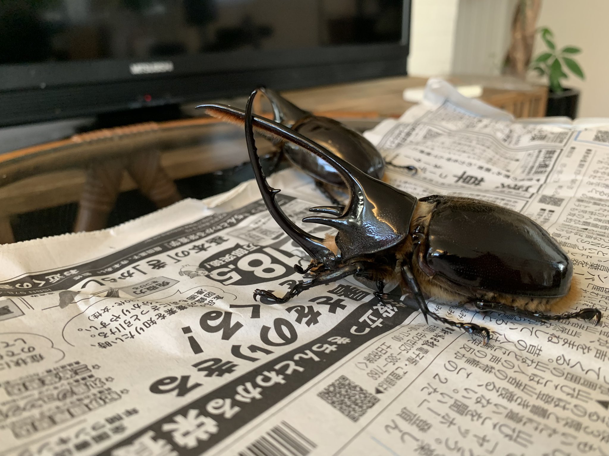 【50年前の標本】アンドレゲウスフタオ（1ペア、マダガスカル産） クオータ KUOTA ケベル KEBEL 2010年モデル Mサイズ
