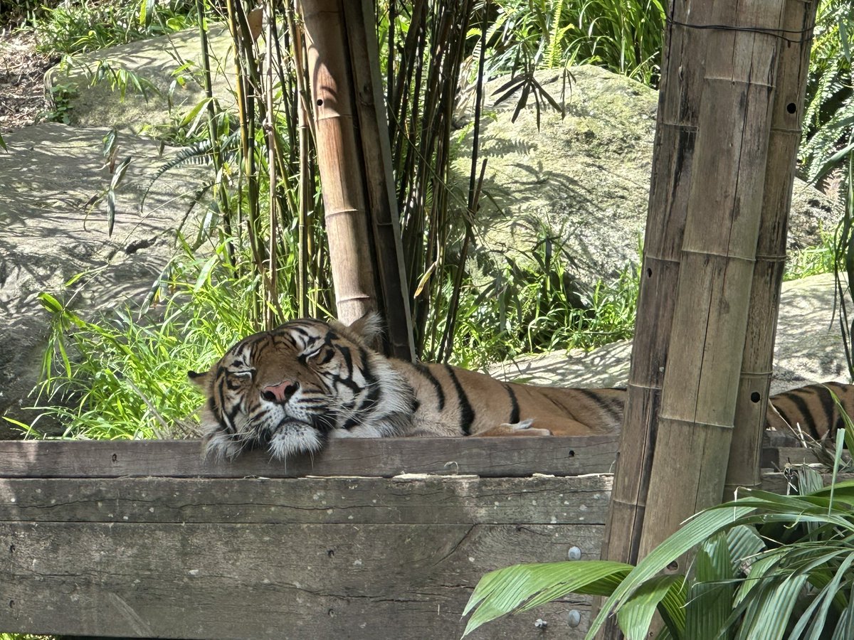 paradoxicable's tweet image. 陪妹妹们出去累点算什么🫠