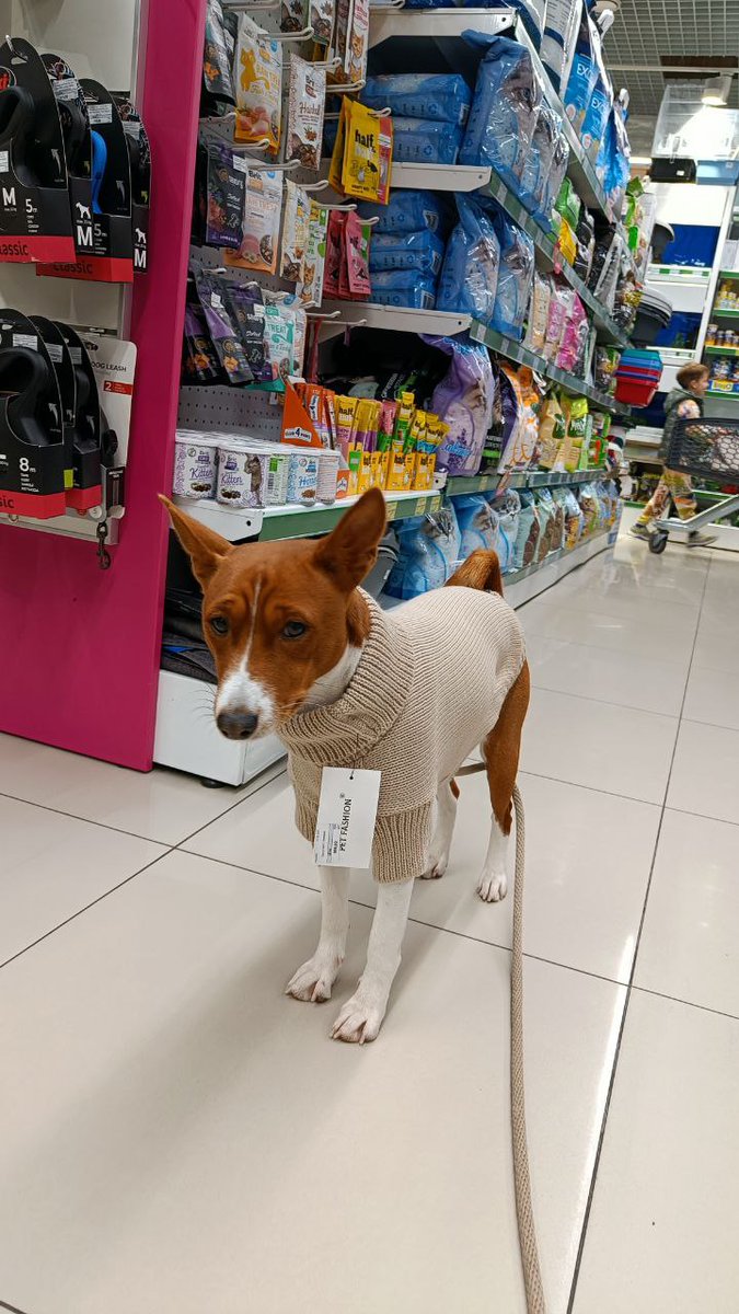 Mari_Makovkina's tweet image. The sweater I didn&apos;t like, The hoodie that fits me.

#basenji #Lviv #supportdog