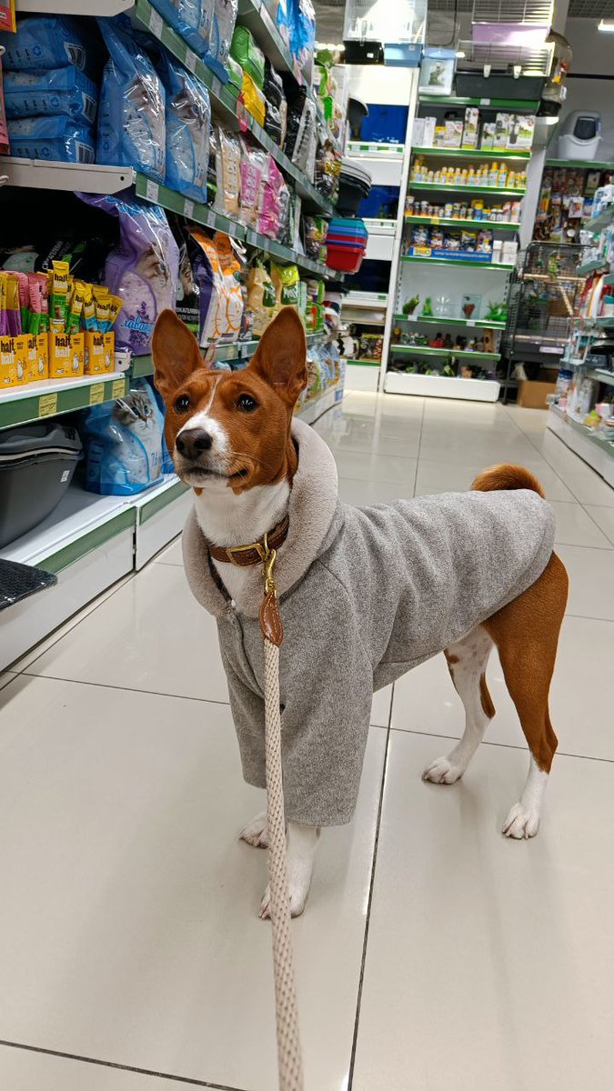 Mari_Makovkina's tweet image. The sweater I didn&apos;t like, The hoodie that fits me.

#basenji #Lviv #supportdog