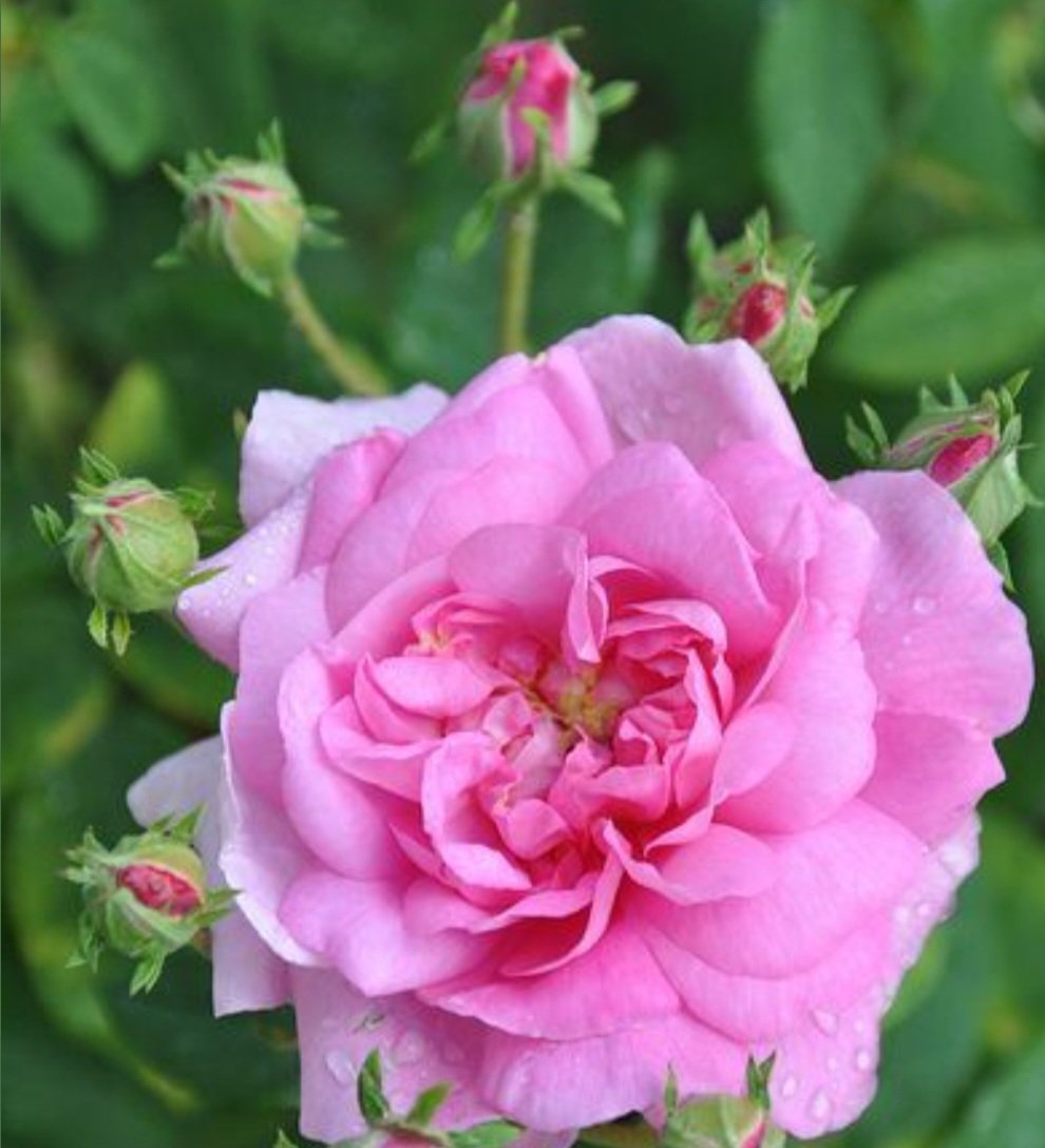 <a href="/Dida_ti/">Dida</a> Good morning dear Dida 🌻 🍀 🌻 🍀 💖
Have a nice Monday 🌻🍀🌻
a wonderful new week filled with only good times, happiness and blessings 🕊🎶🦋🎶🌞🍂🌱🏵🌱🌳🐾
🫐🍐 ☕️☕️ Much love 🩷 
Gros bisous ma chère amie 🥰💞🥰