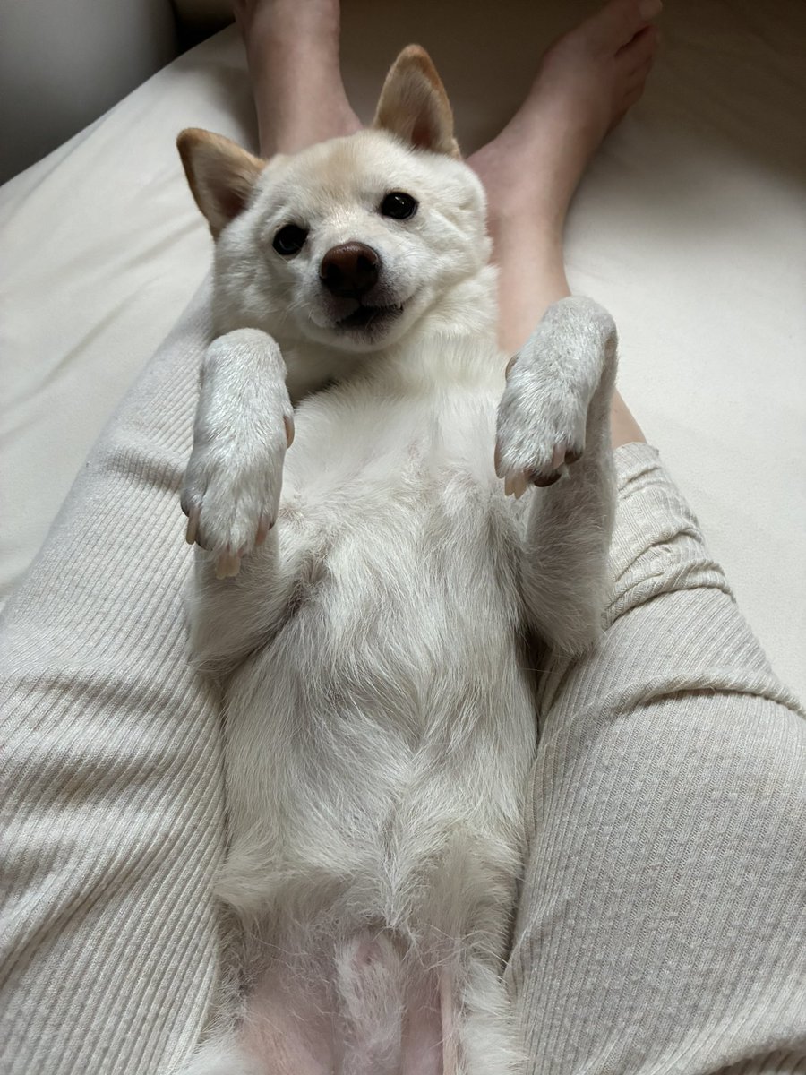 豆柴のわさび君 (@wasabi_20210306) / Posts / X