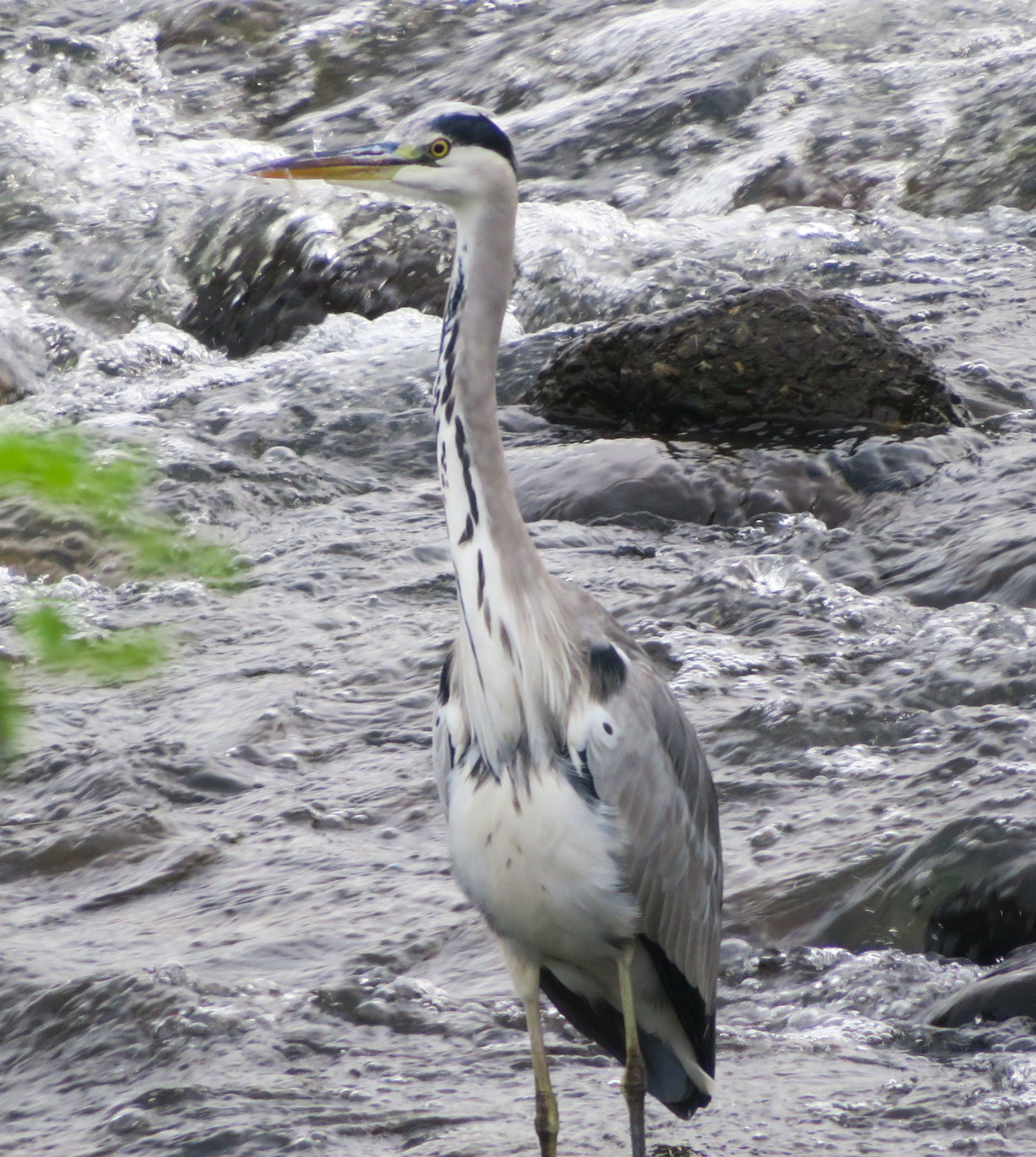 君鳥 9/28正午 神社本堂横木陰カワセミ雄