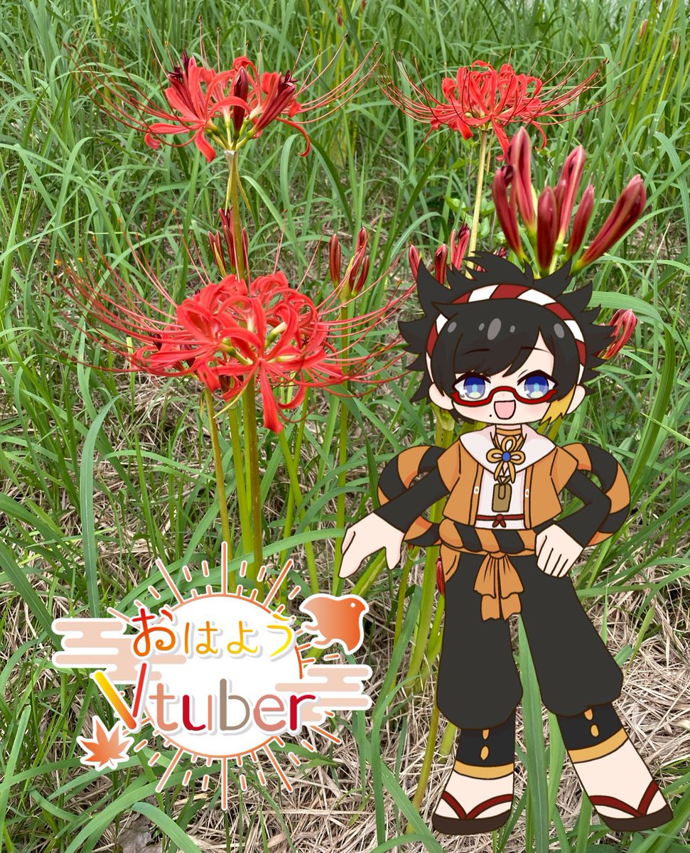 お昼におはかけー。🌤️

皆さんは何で秋が来たと実感しますか？
僕は彼岸花が咲いたらですねぇ。
いつも決まった時期に綺麗に咲くので。

今回の立ち絵は、先日棘瓜ウバラ<a href="/togeuri69v/">棘瓜ウバラ@ご依頼募集中</a> さんに描いて頂いた
ものを使わせてもらいました。

#おはようVtuber️