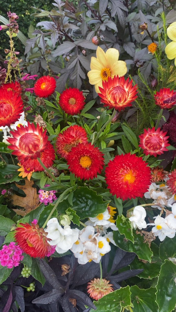 gracedbydesign's tweet photo. 🪻🌻🌸🌹 Baby in bloom 🪻🌻🌸🌹 We are so excited for you ❤️💛 https://t.co/Hnzpb4szW2