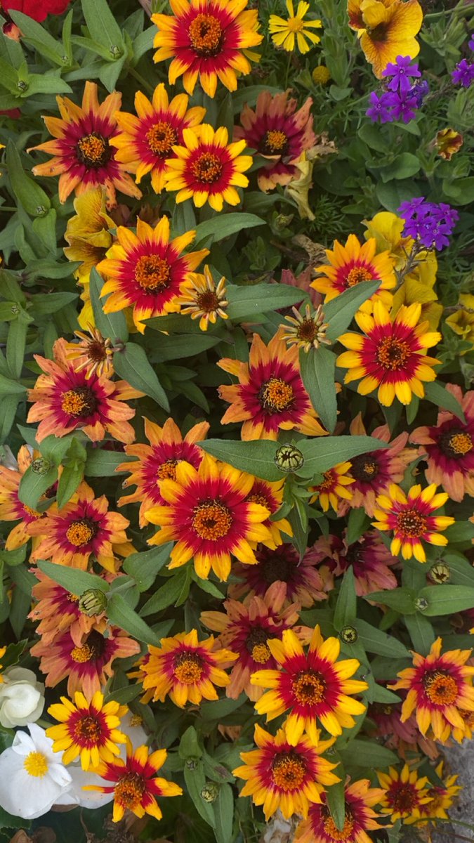 gracedbydesign's tweet photo. 🪻🌻🌸🌹 Baby in bloom 🪻🌻🌸🌹 We are so excited for you ❤️💛 https://t.co/Hnzpb4szW2