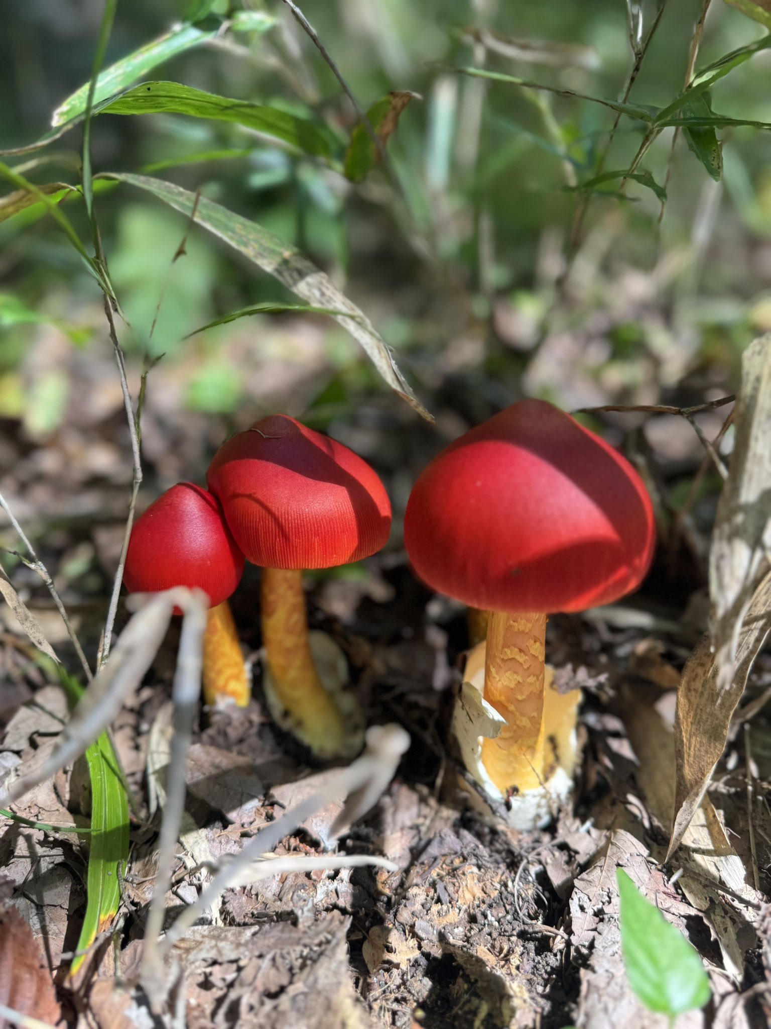 TOKUKO 1er VOL『森のキノコと仲間たち』赤系 雨宮弘哲 on X: 