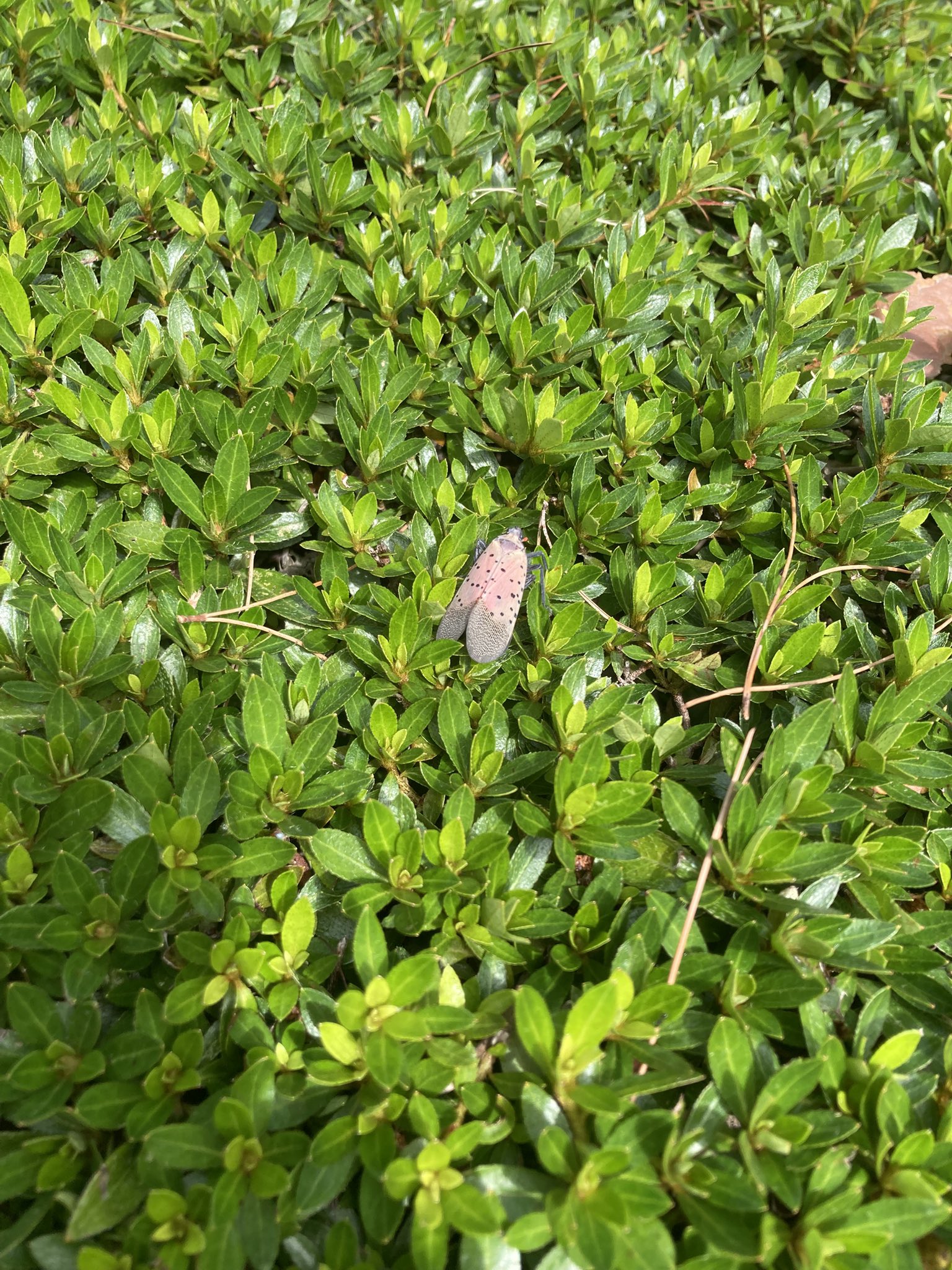 イチゴナツモモ54個 南アフリカ産 喜望峰産 イチゴナツモモ54個