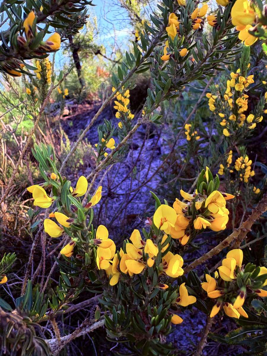 EcosureAU's tweet image. 🌸 Field flora in full bloom!
📸 Tahleah Hanlon
#NativeFlora #FieldEcology #EcologicalRestoration #FederationWalk #LowerBeechmont #ImprovingEcosystems #Ecosure