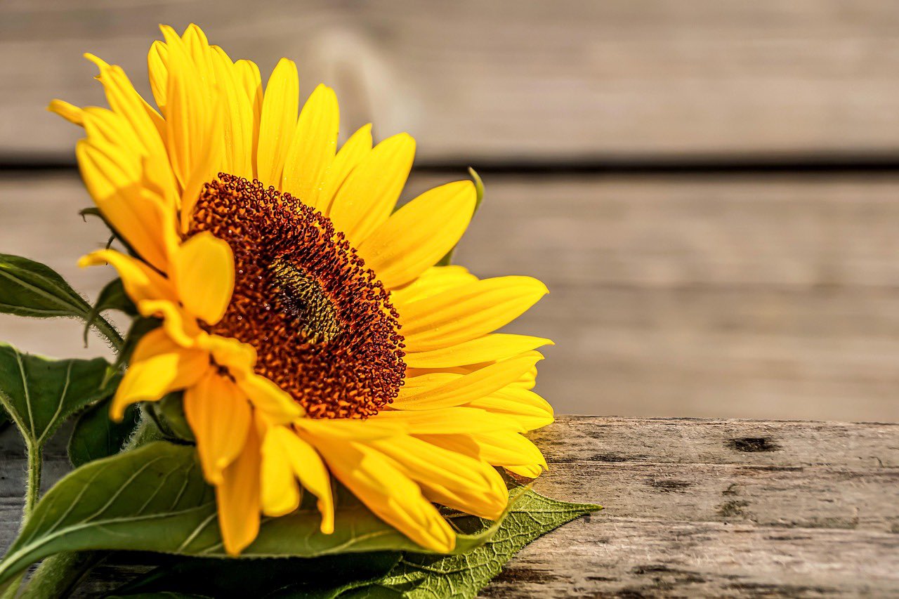 コマ◎おまとめ割あります様 ⭐︎オーダーページ⭐︎bag５点＋底板２点 計7点 StringSearch～文字列検索アルゴリズム～【中編】 | TECH PROjin