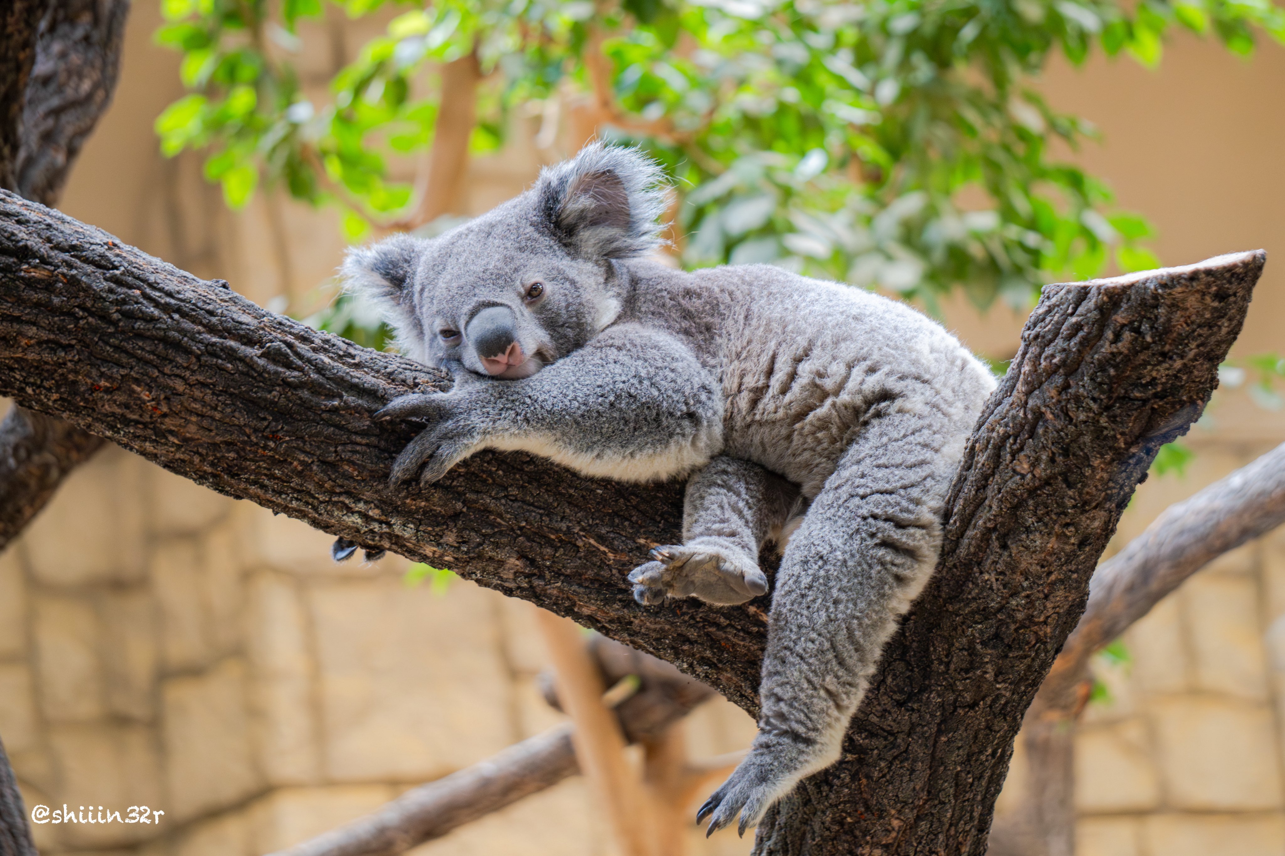 コアラ ヨイ🐨 on X: 