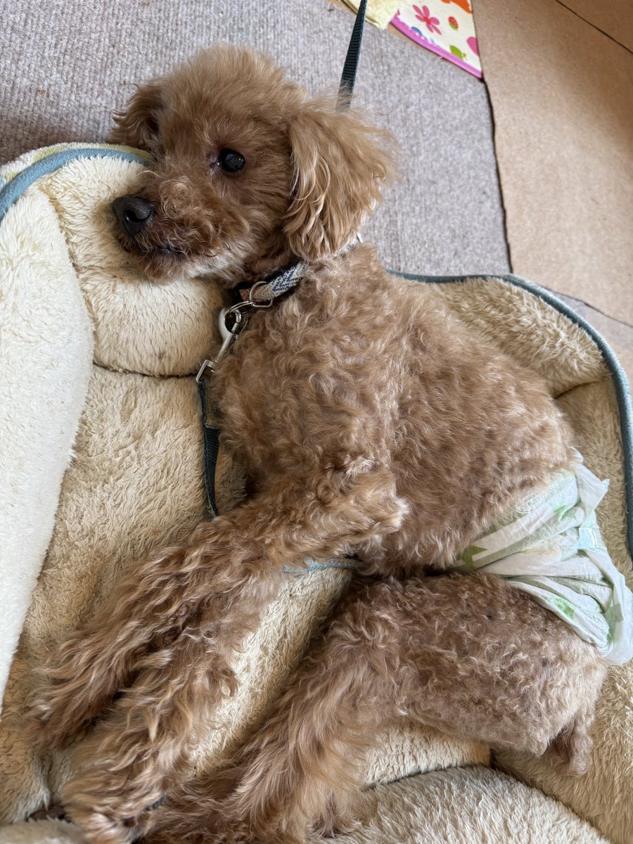 あいすちゃん (@aice) on Twitter photo 