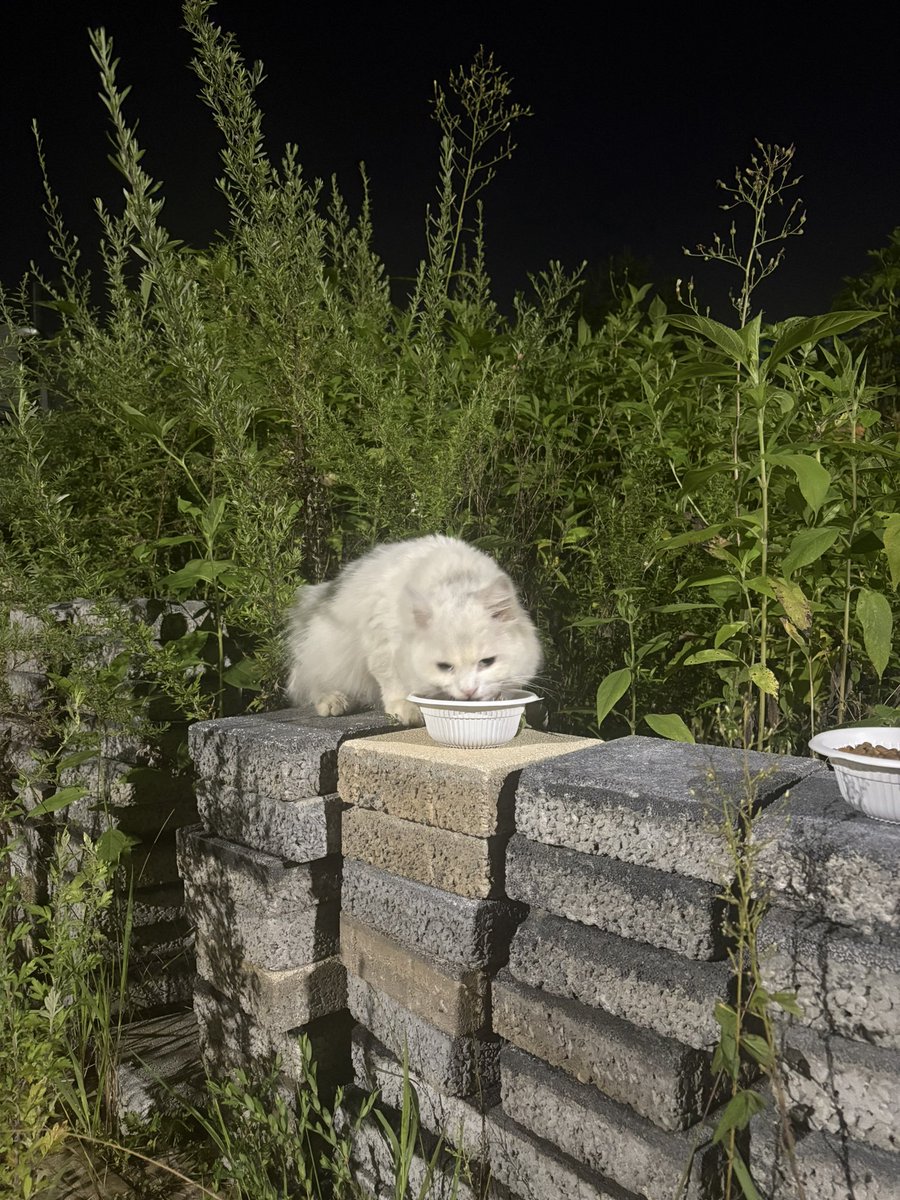 🆘공유부탁드려요🆘
밀밀이의 임보/입양처를 간절히 찾습니다!
유기되었지만 갈 곳이 정해지지 않으면 무턱대고 구조할수 없습니다…마음이 너무 아파요 밀밀이가 집을 찾을 수 있도록 도와주세요.