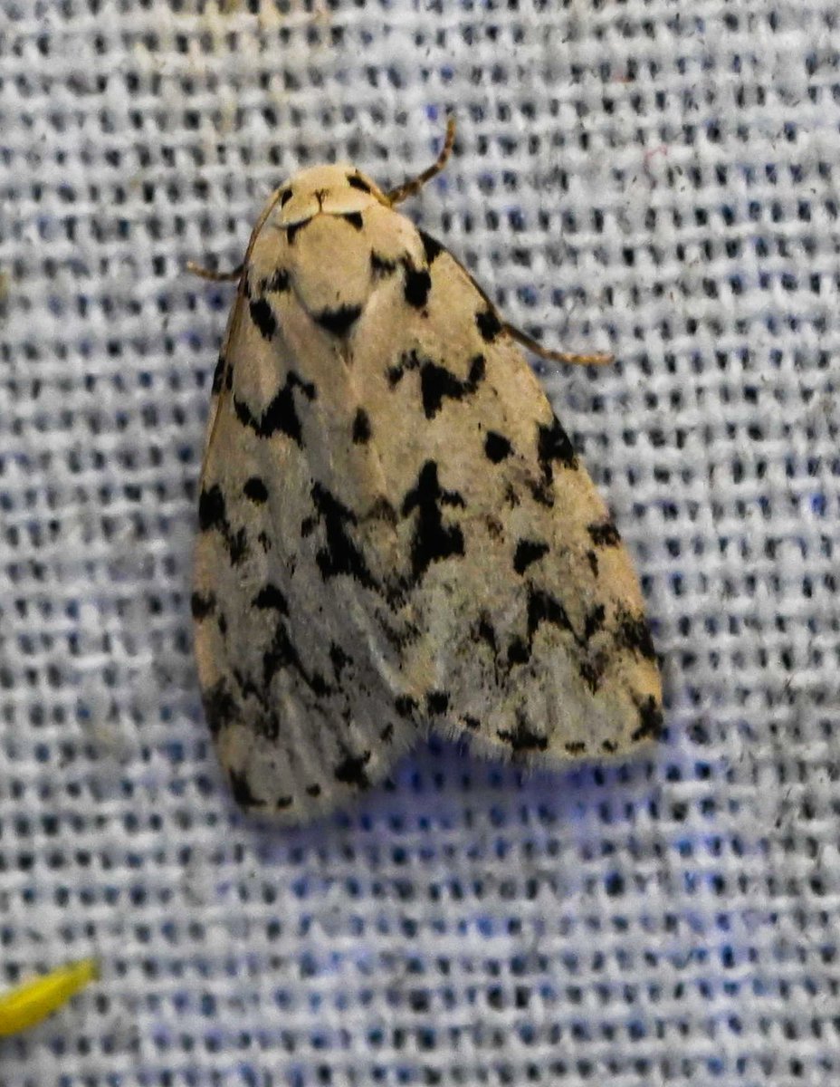 Woodpecker_cent's tweet photo. Siccia cf taprobanis - 
Rathuadhab, Corbett outskirts - August 2025. 

#mothmonday 
#ThePhotoHour #macrohour #natgeoyourshot  #mothphotography #mothsofindia #niffeature2025 #biodiversity #insectsofindia #moths #teammoth #mothweek #mothsmatter #lepidoptera #IndiAves #channel169 https://t.co/FIrhTriwKi