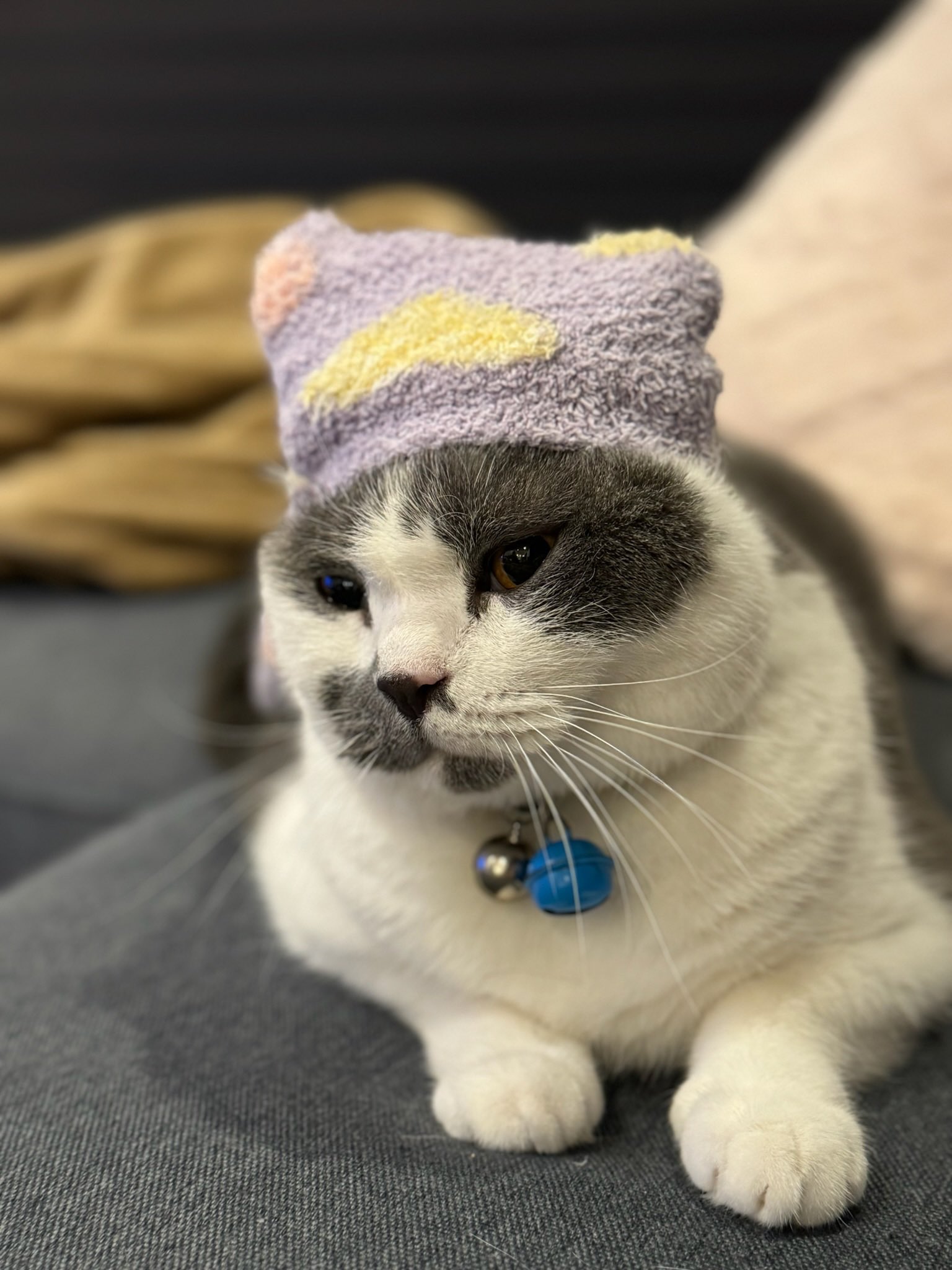 ピエロ猫 毛糸ピエロ 作品集 : 作品紹介「ねこちぐら」