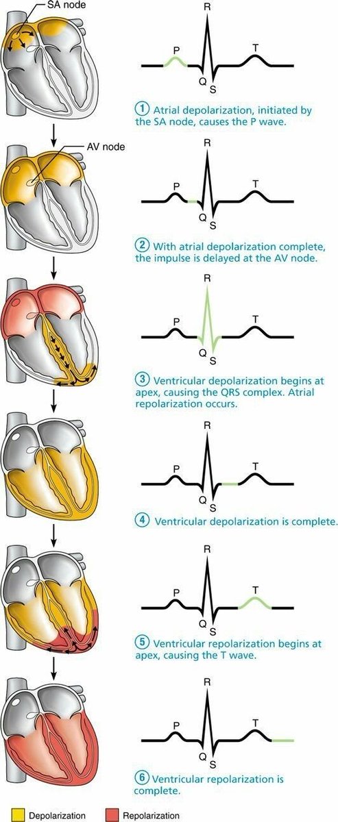 Cardiac cycle